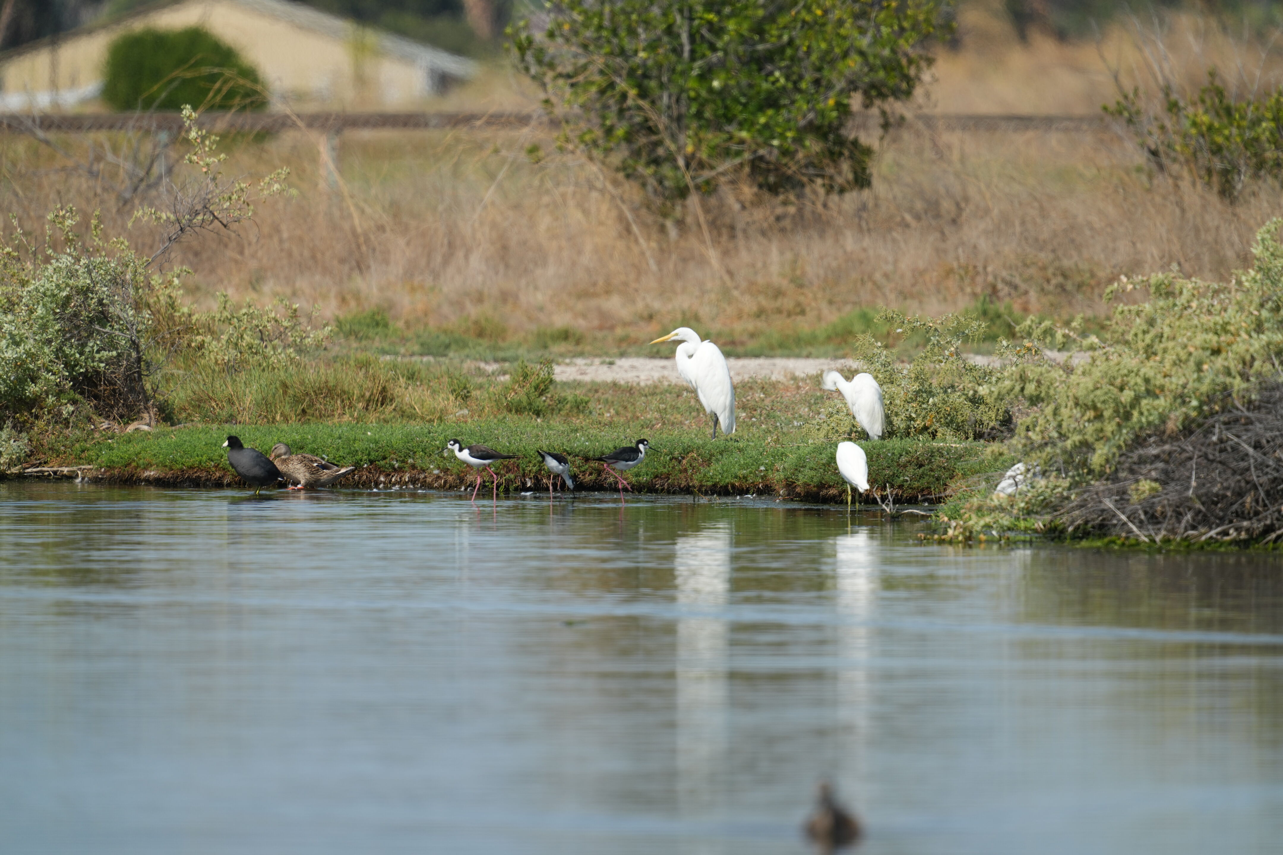 Baylands Nature Preserve