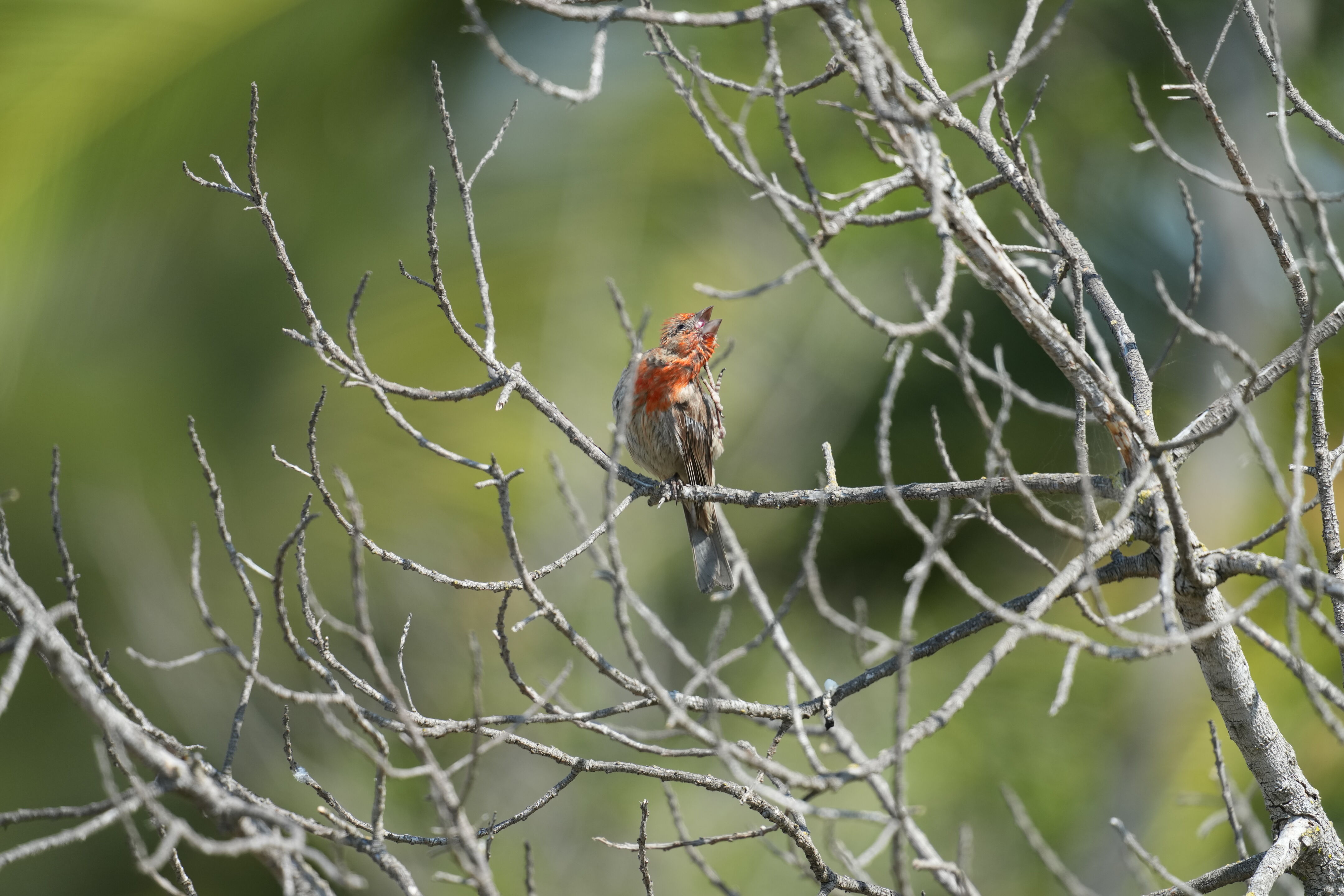 Baylands Nature Preserve