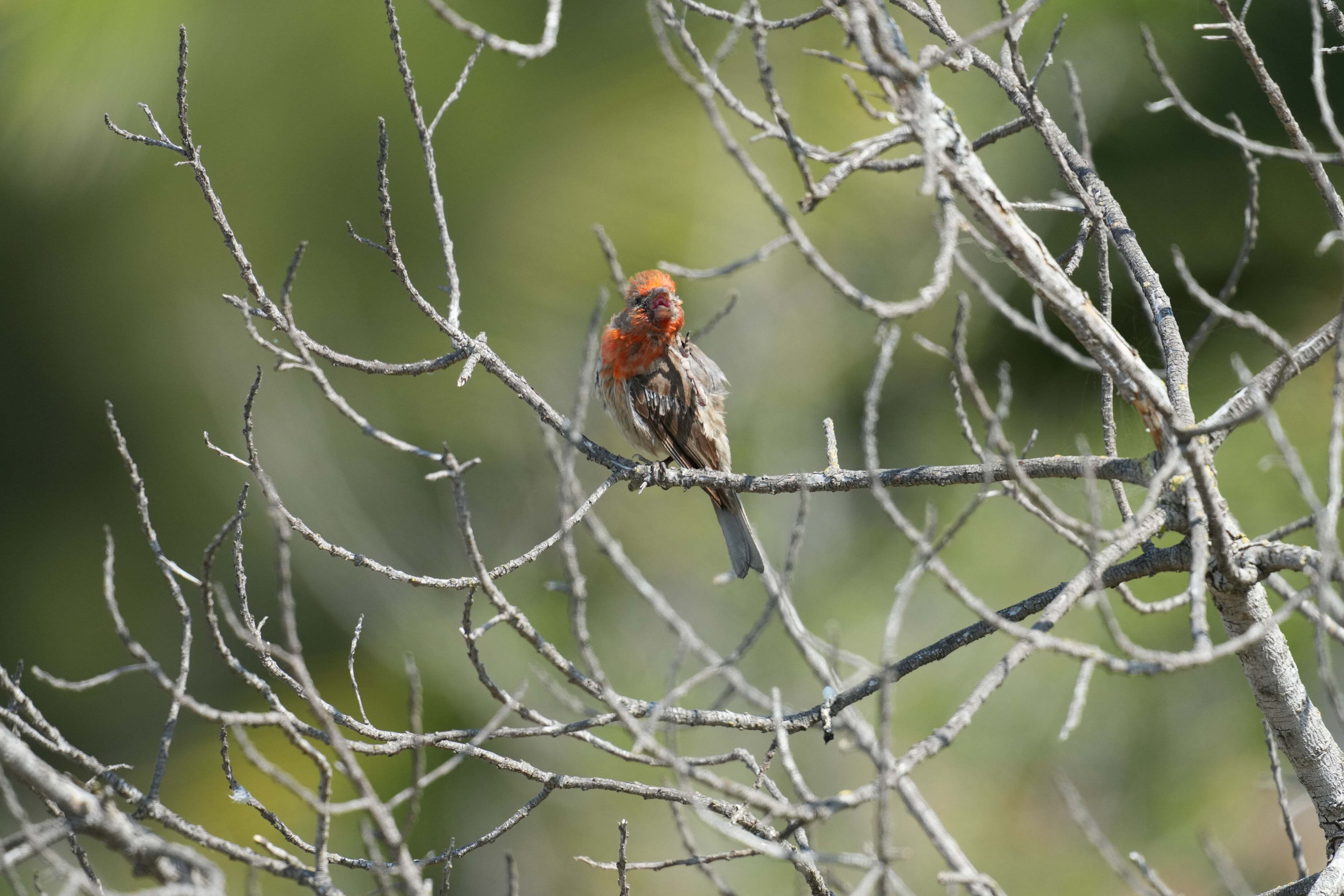 Baylands Nature Preserve