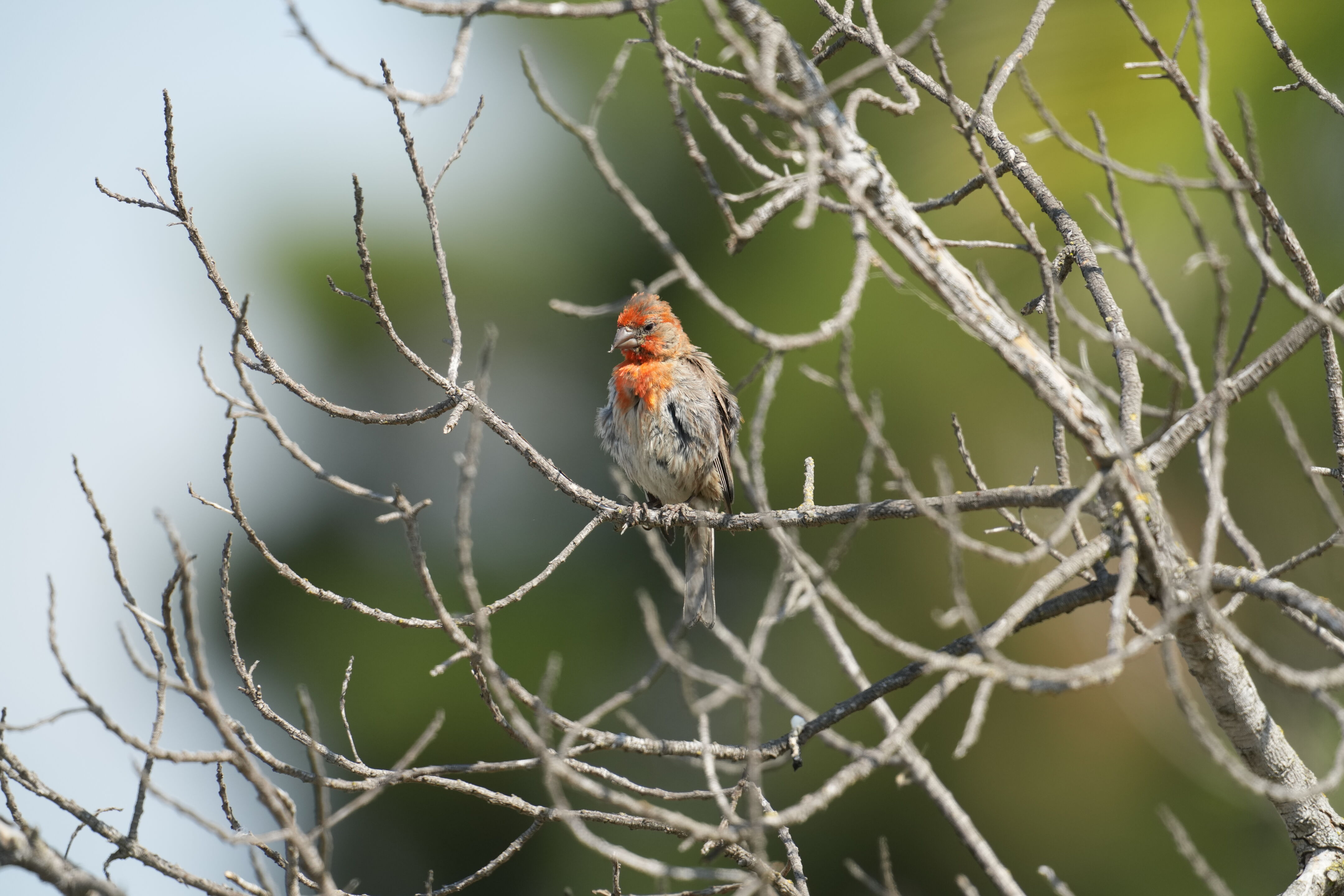 Baylands Nature Preserve