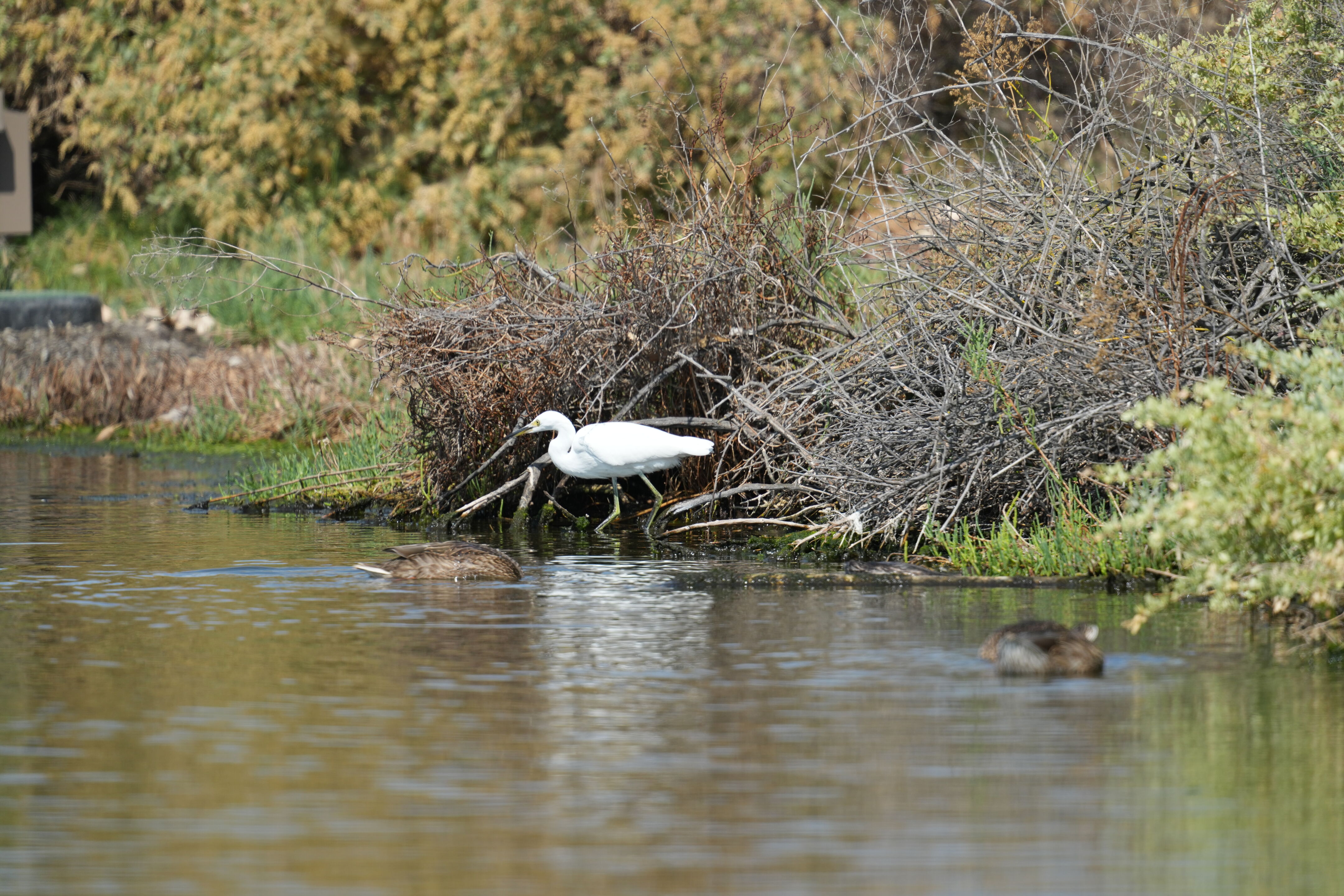 Baylands Nature Preserve