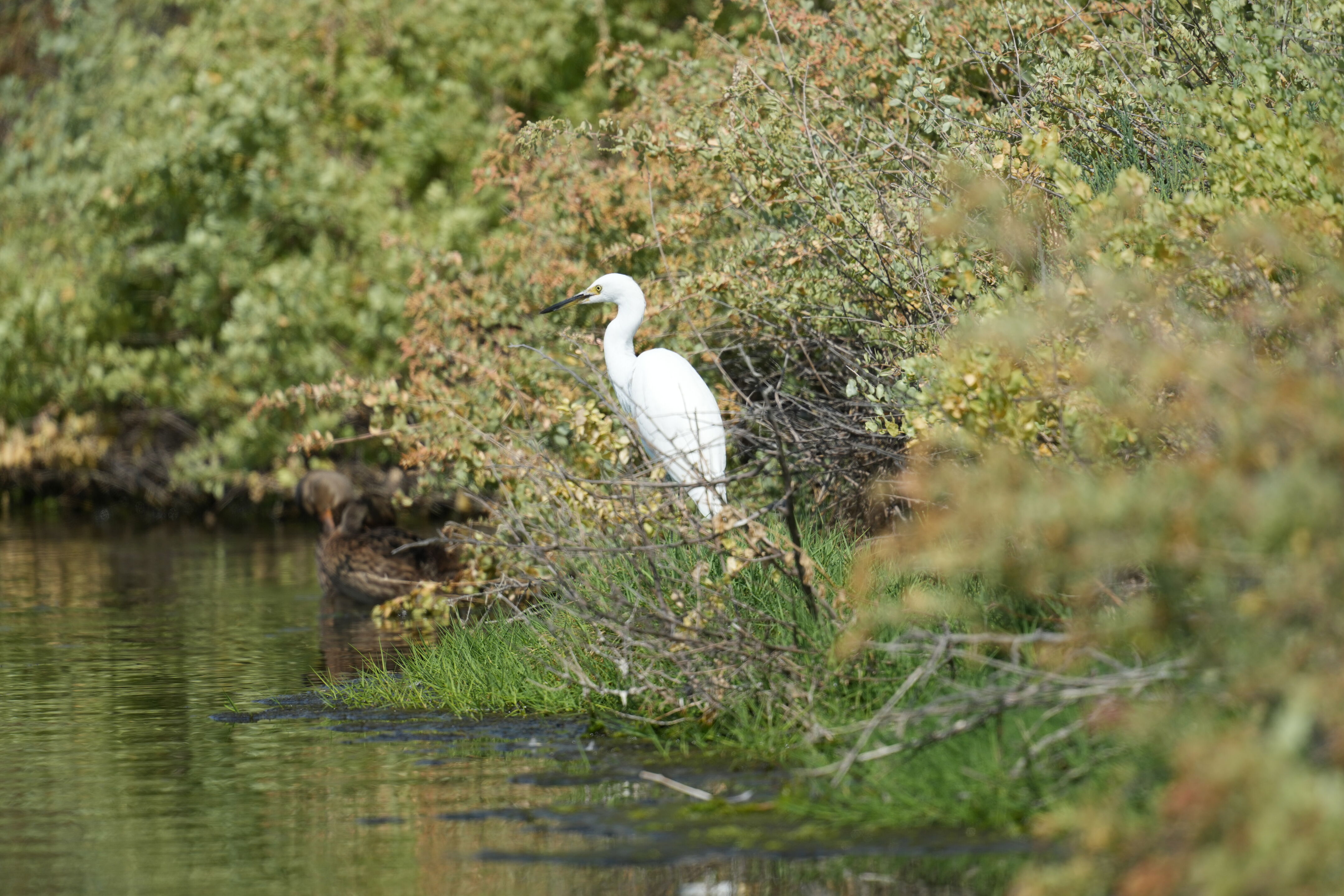 Baylands Nature Preserve