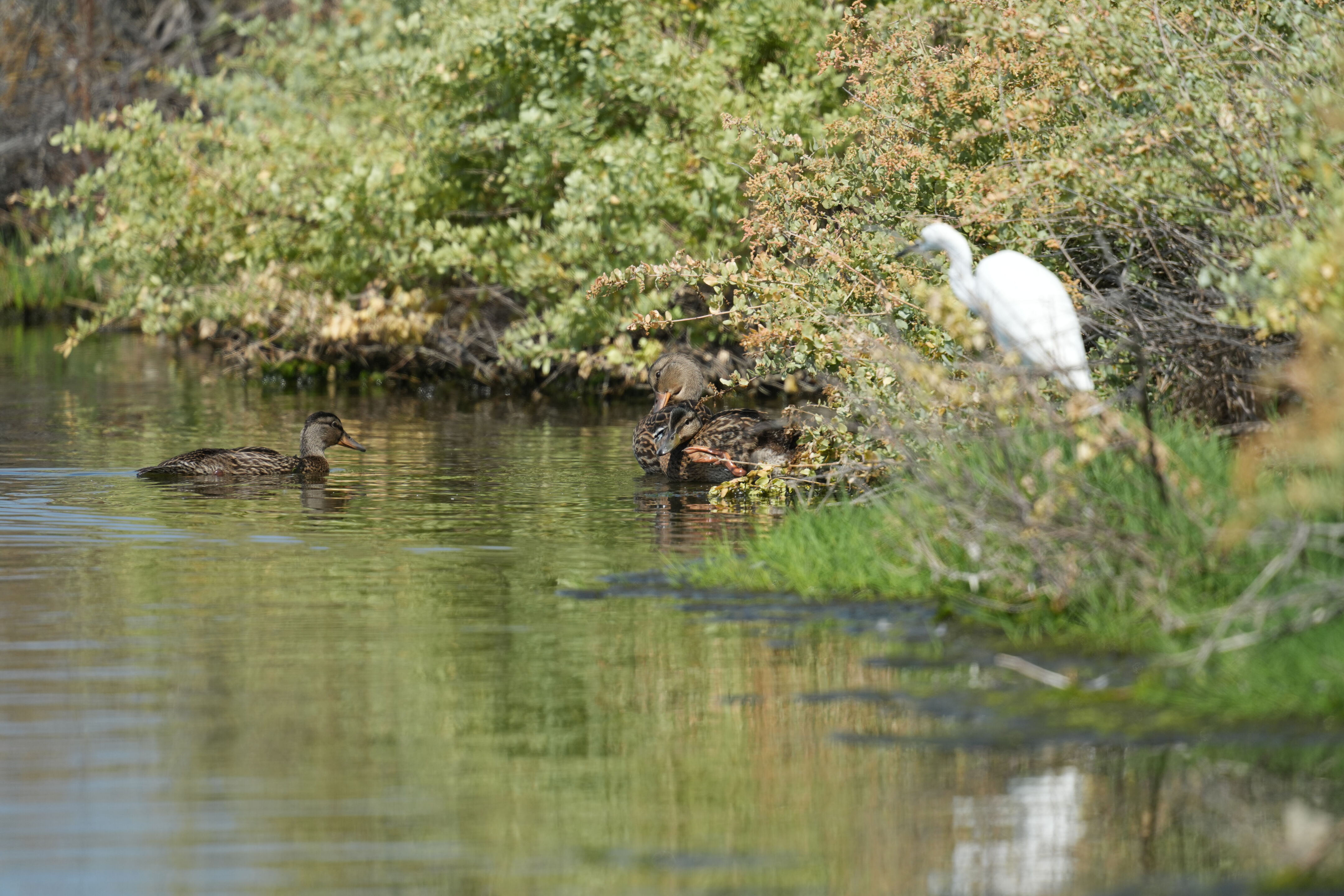 Baylands Nature Preserve