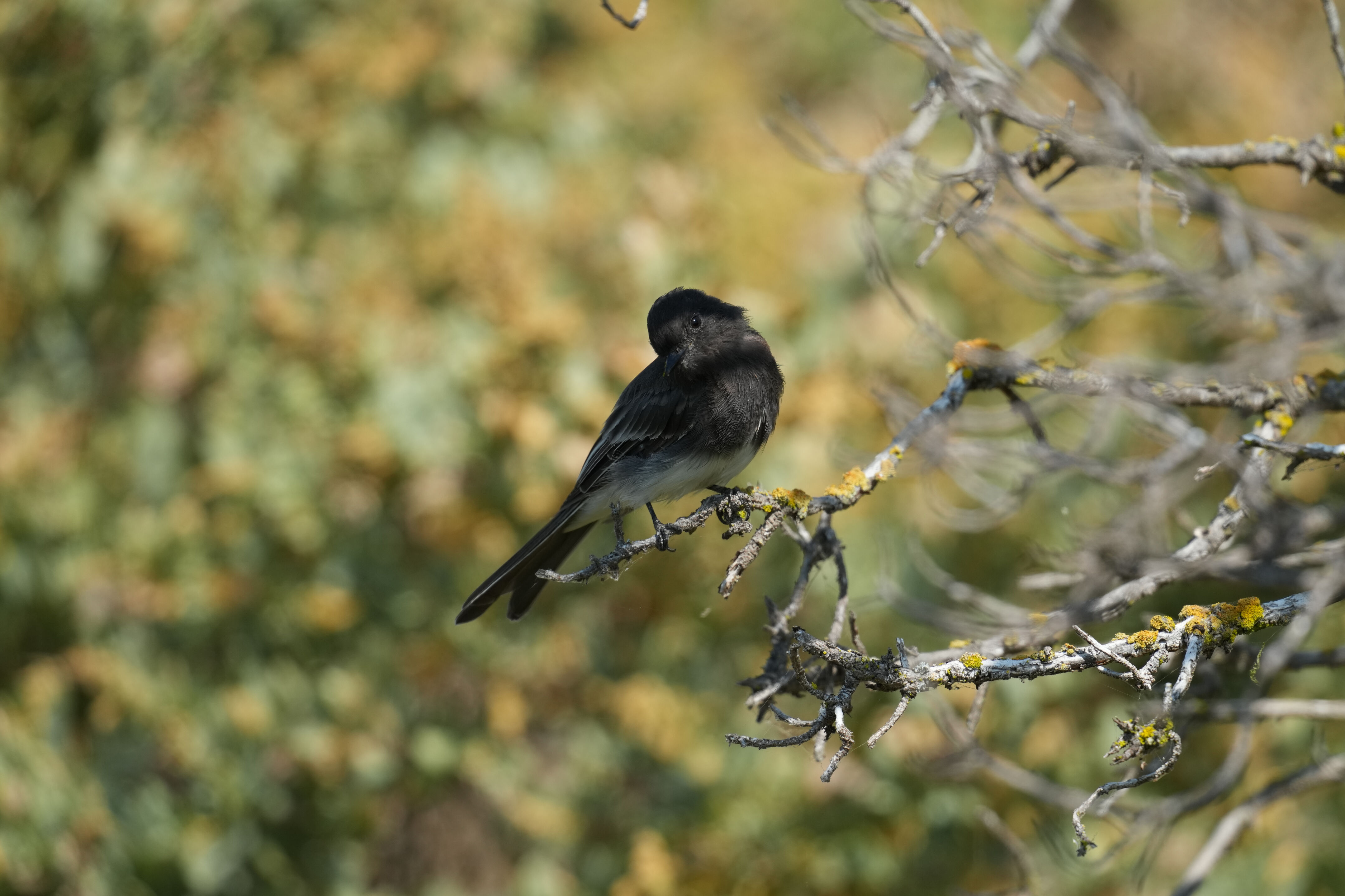 Baylands Nature Preserve