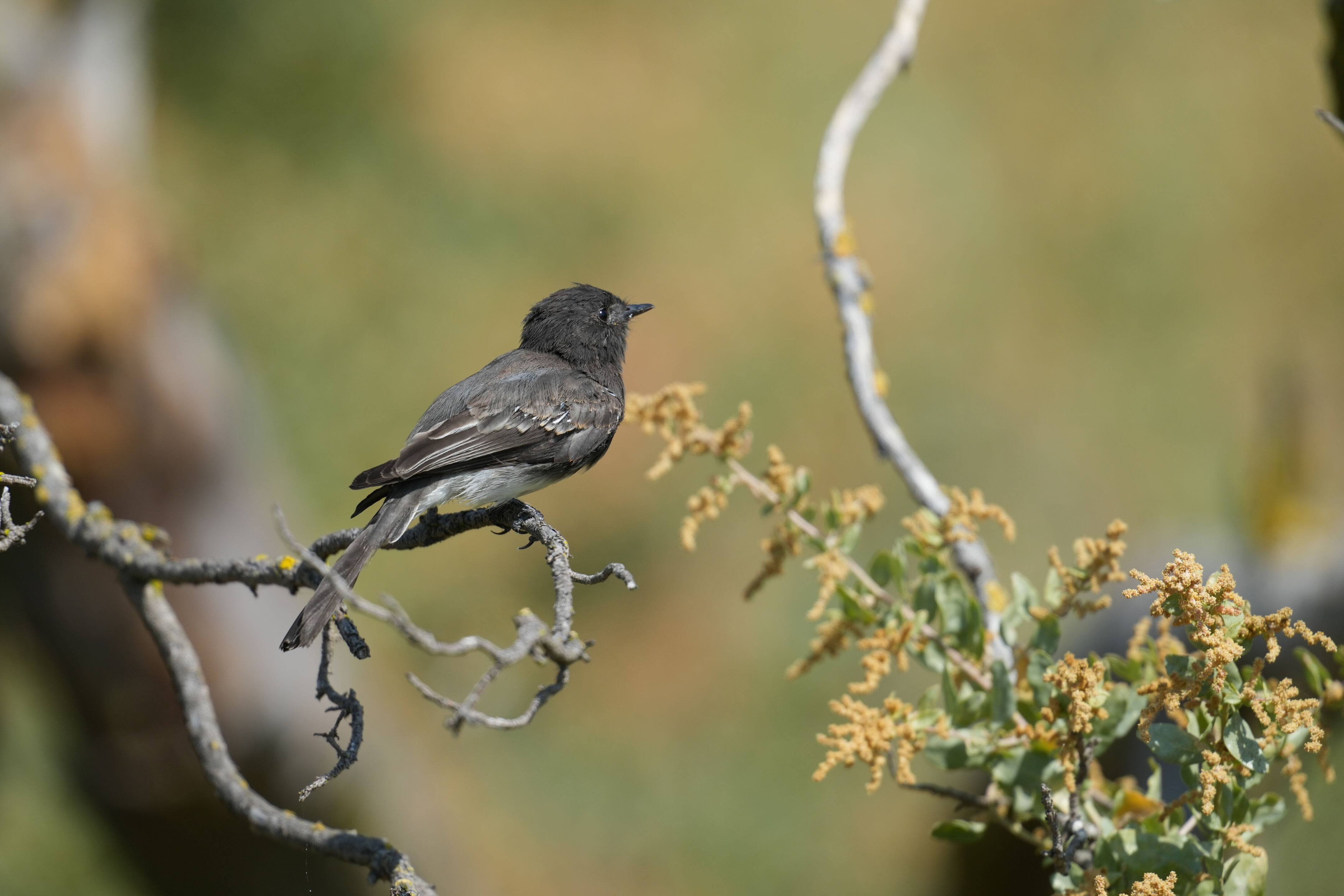 Baylands Nature Preserve
