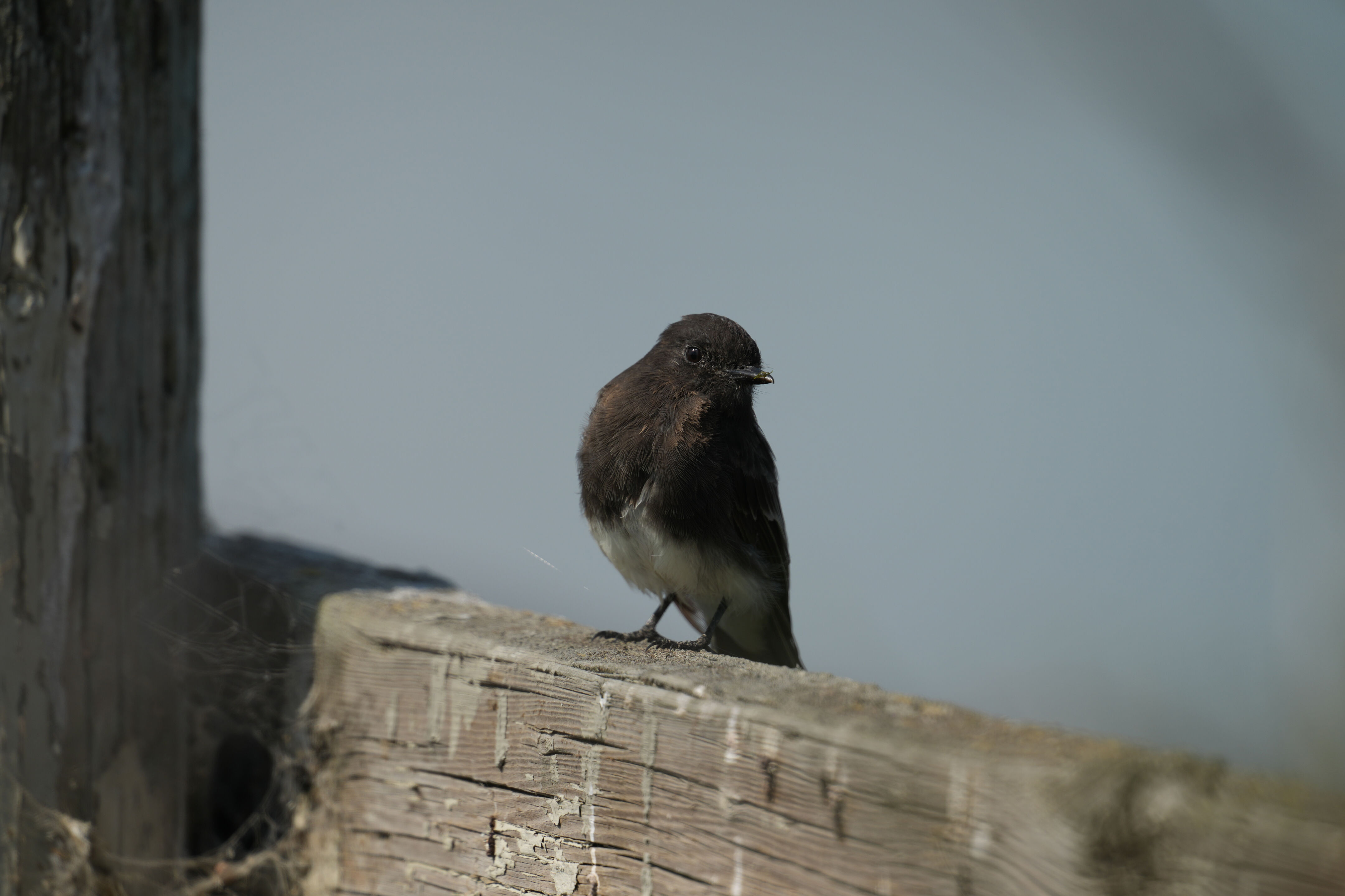 Baylands Nature Preserve
