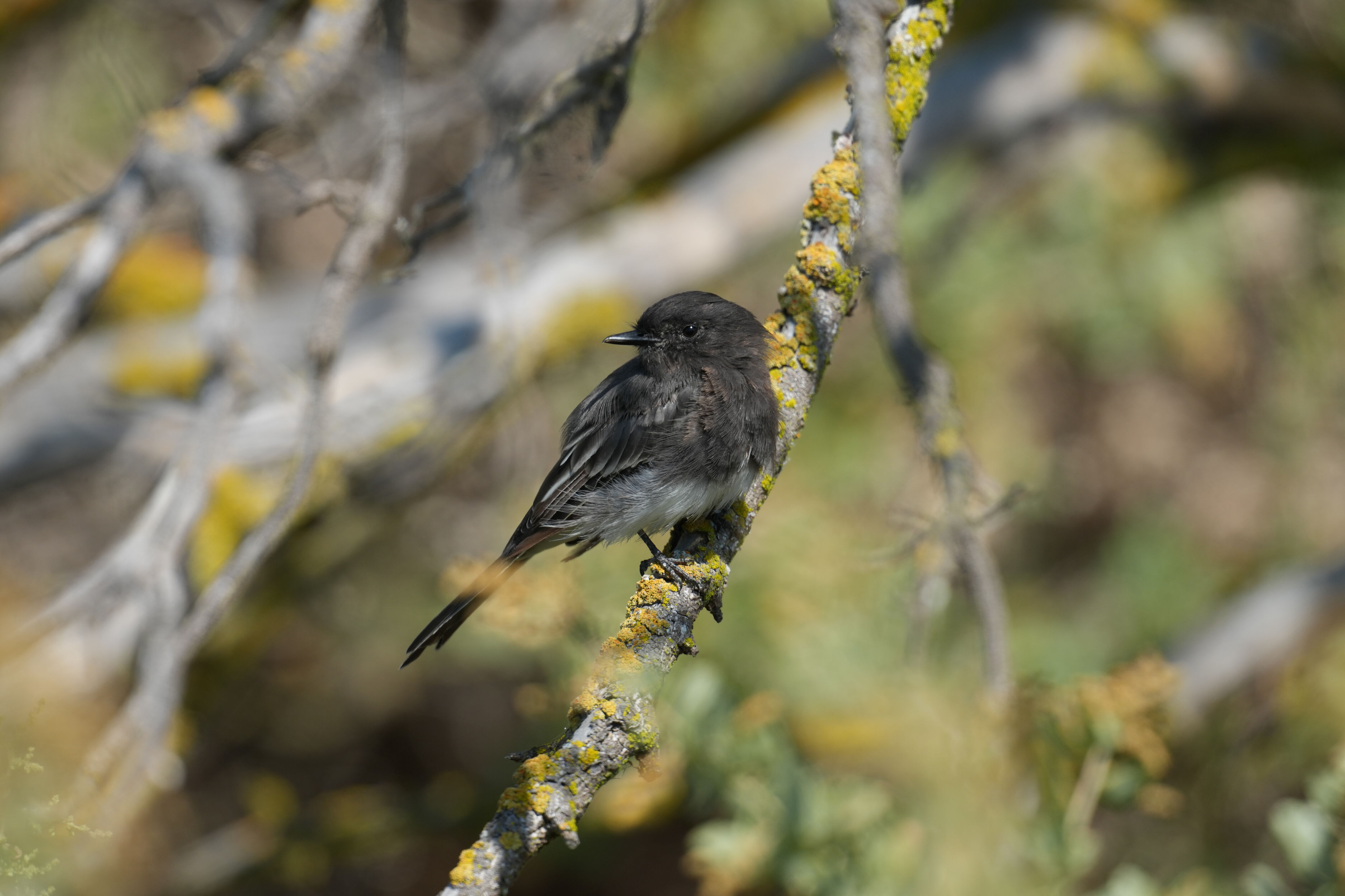 Baylands Nature Preserve