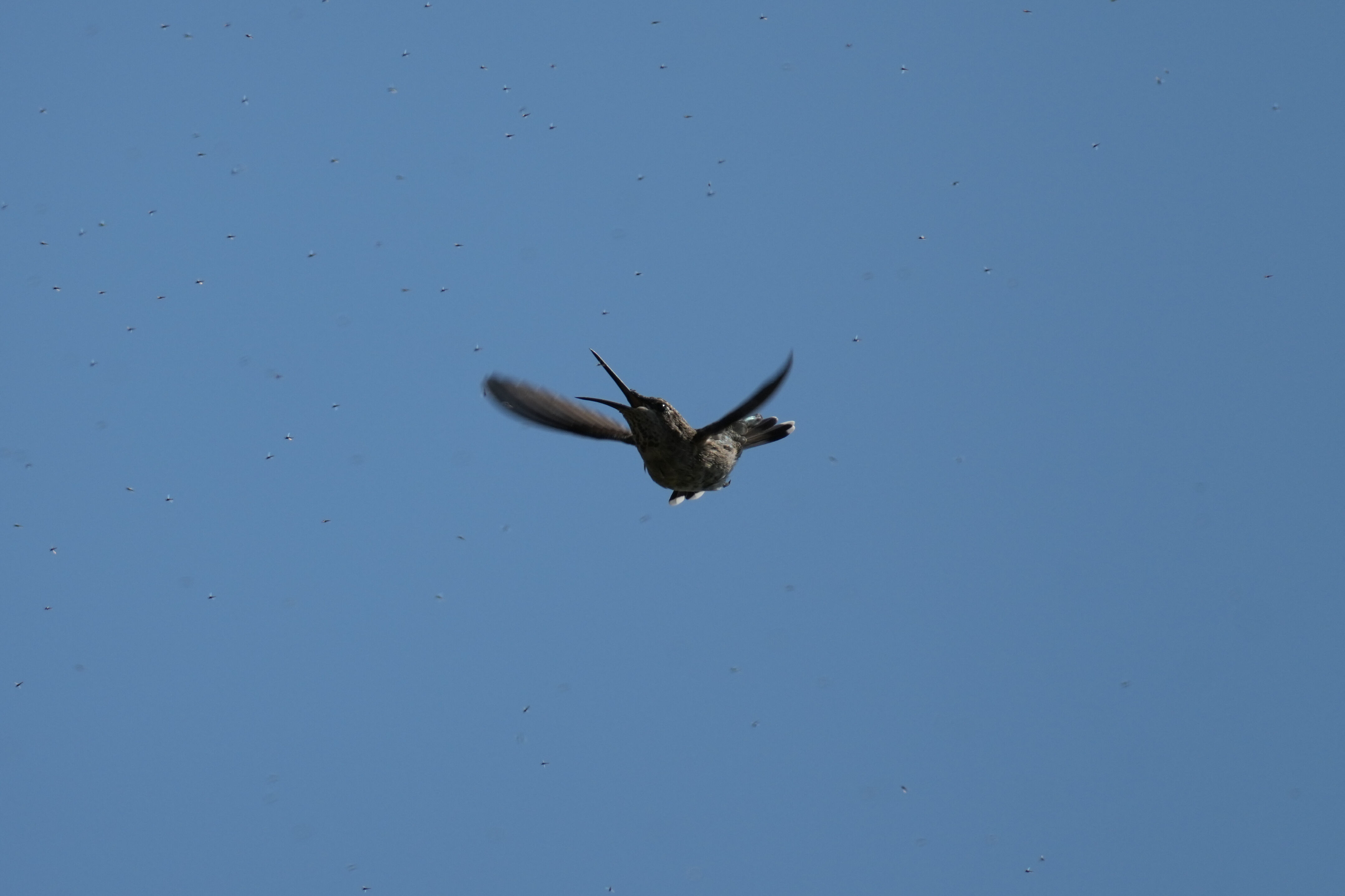 Baylands Nature Preserve