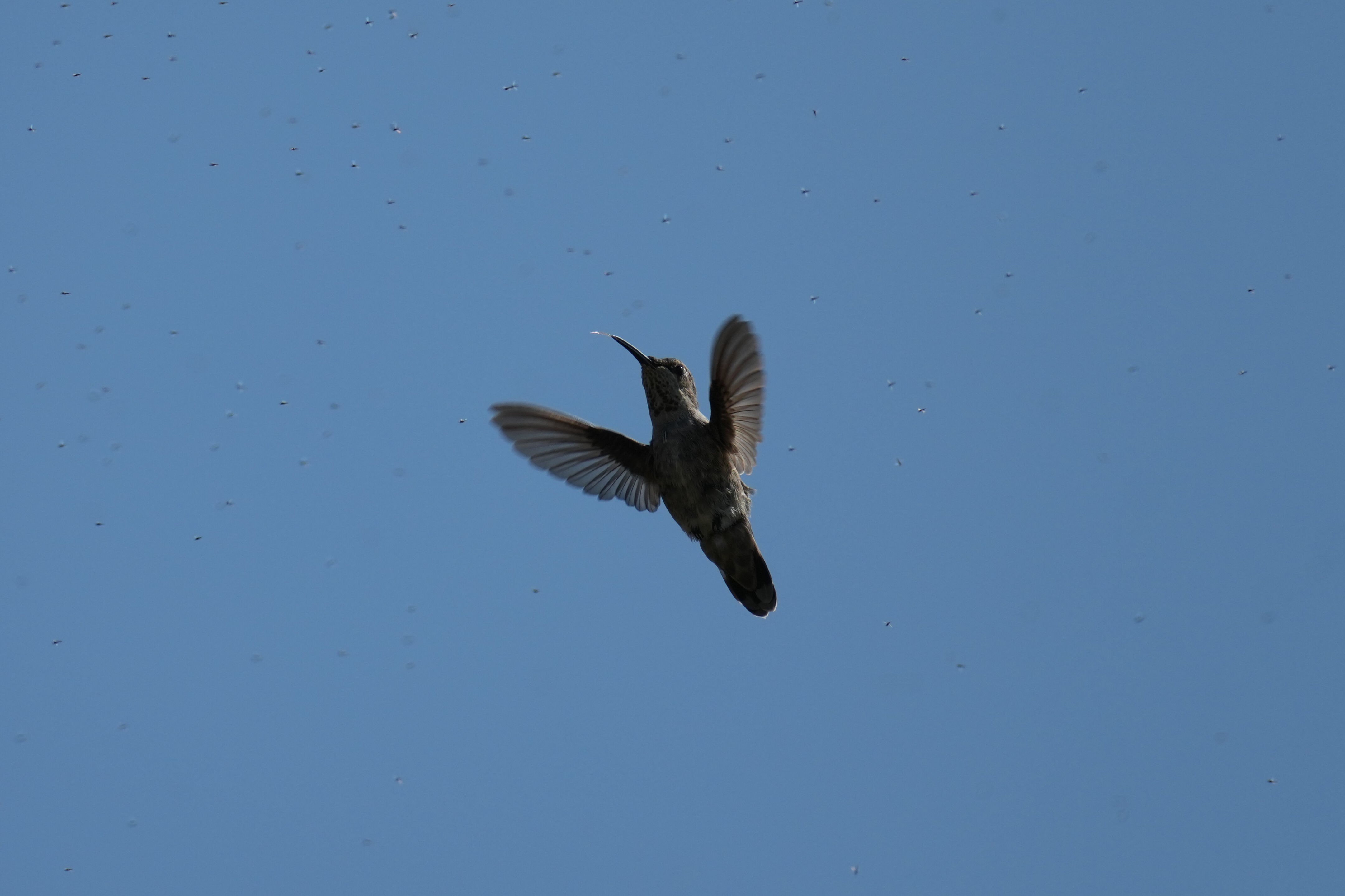 Baylands Nature Preserve