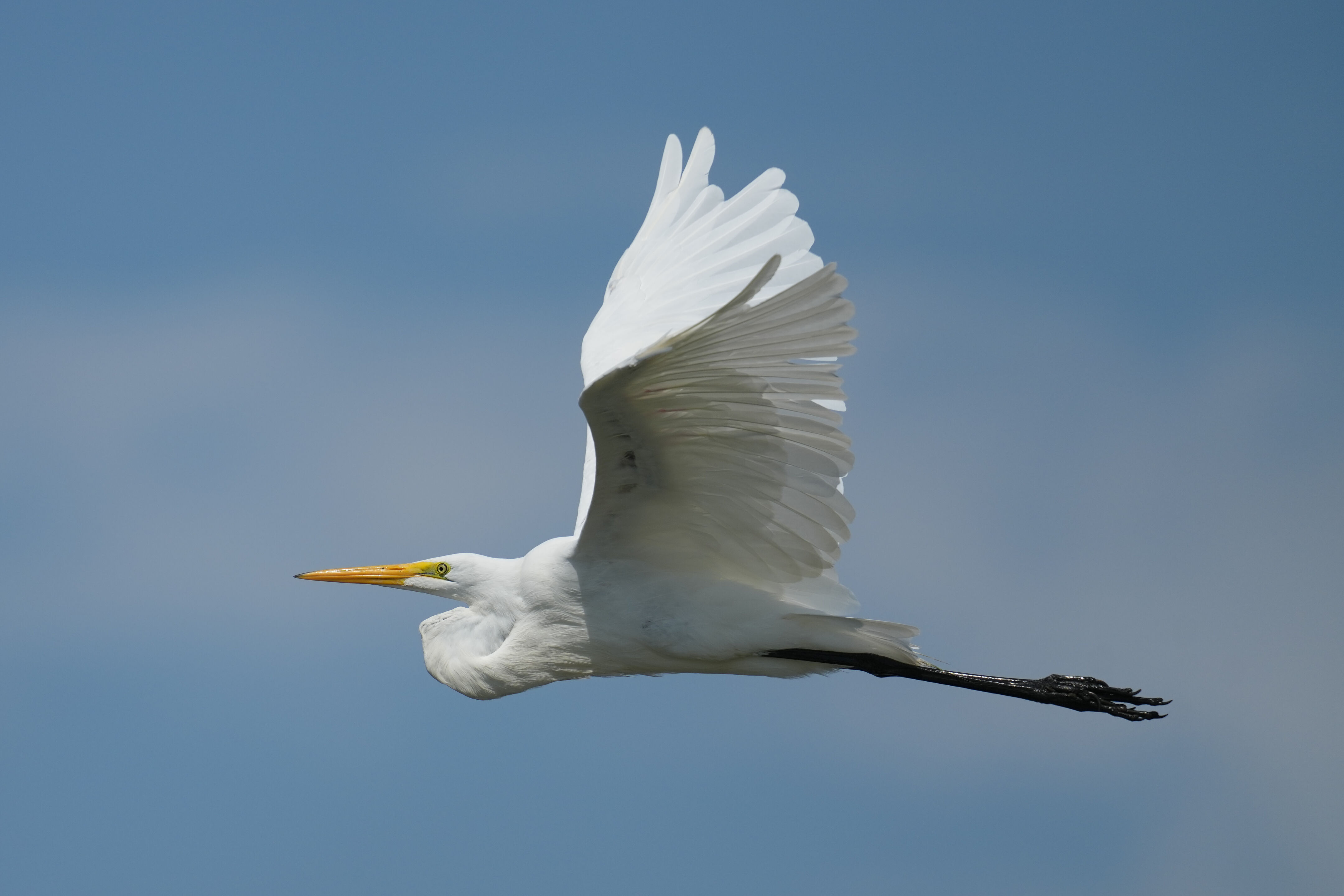 Baylands Nature Preserve
