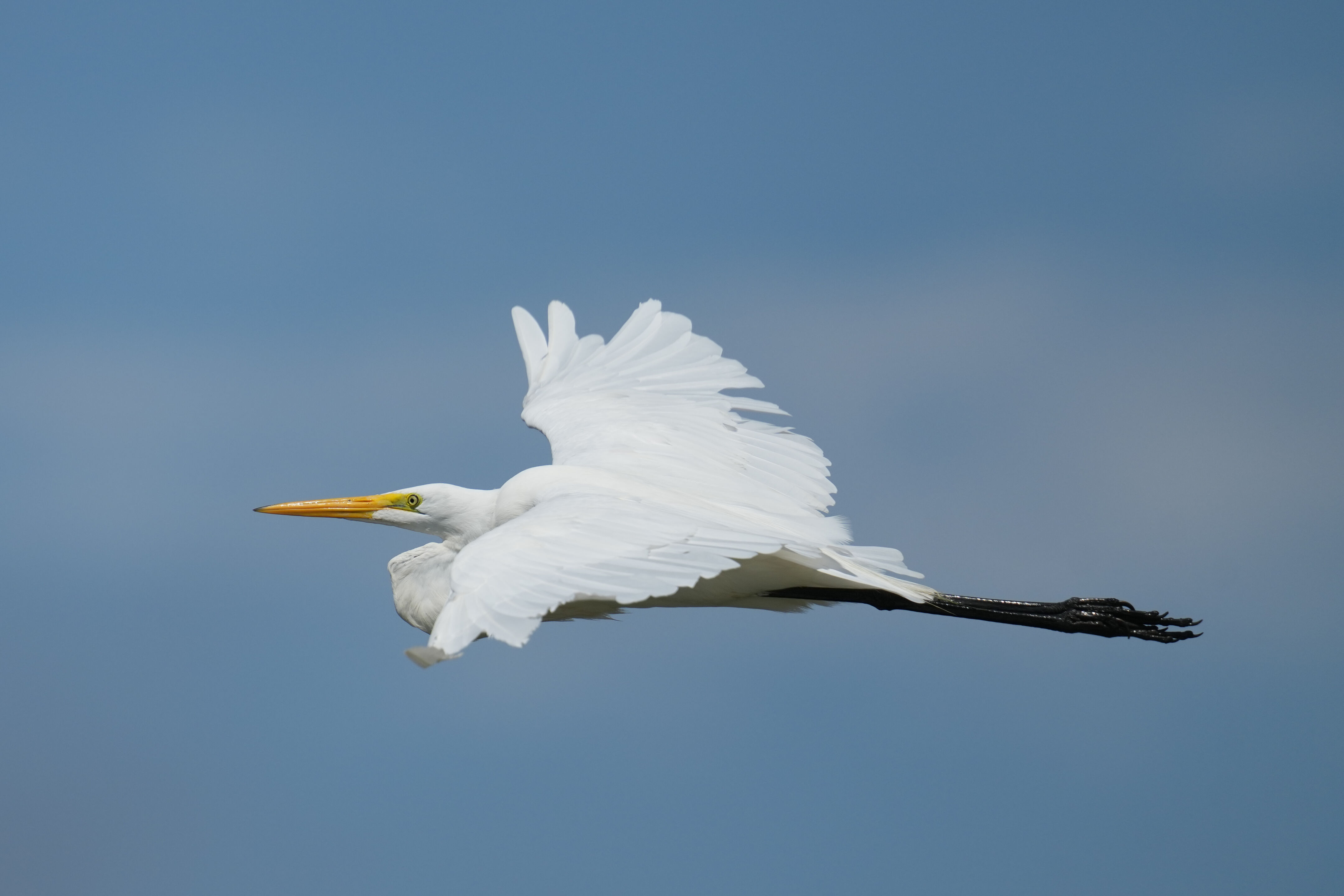 Baylands Nature Preserve