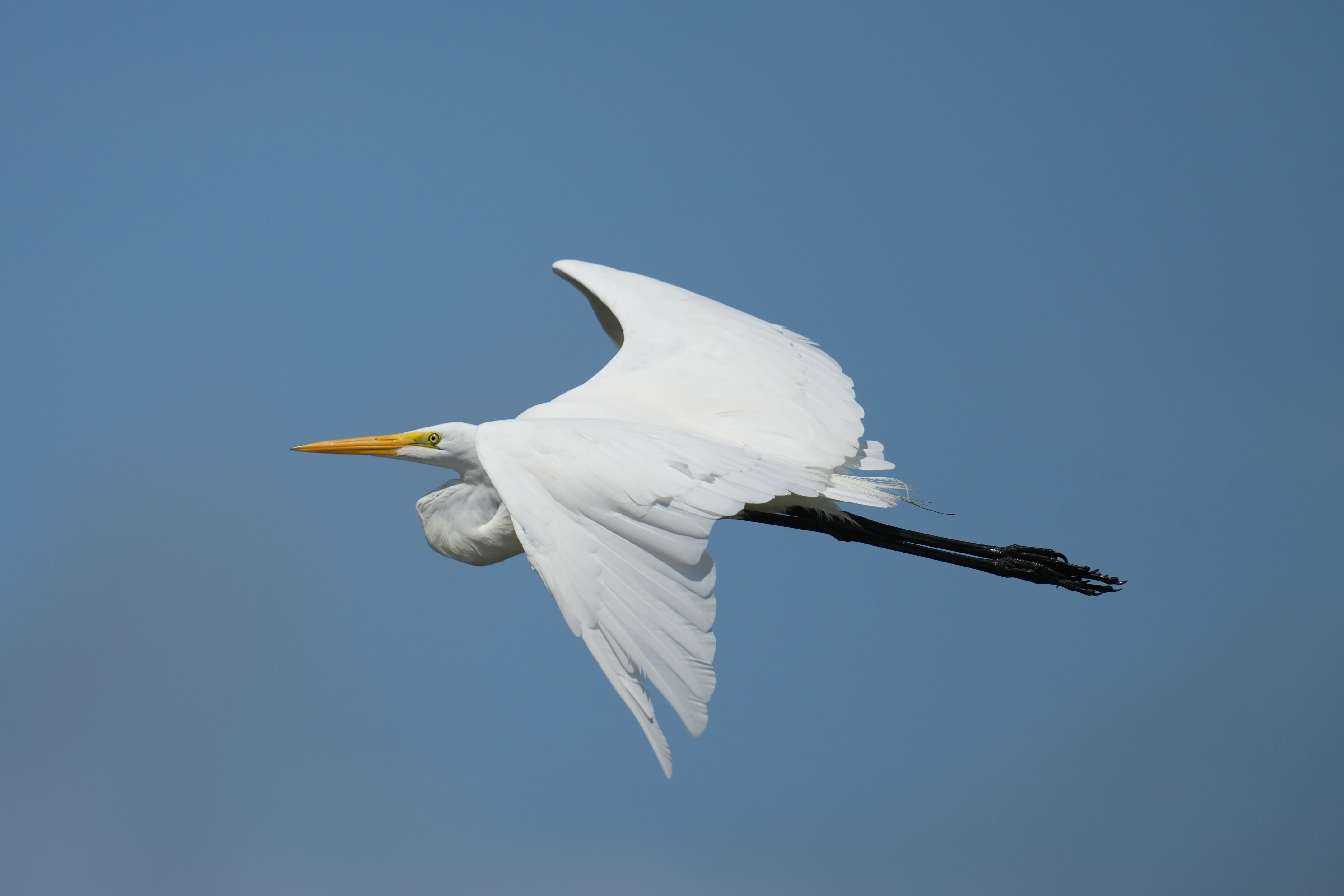 Baylands Nature Preserve