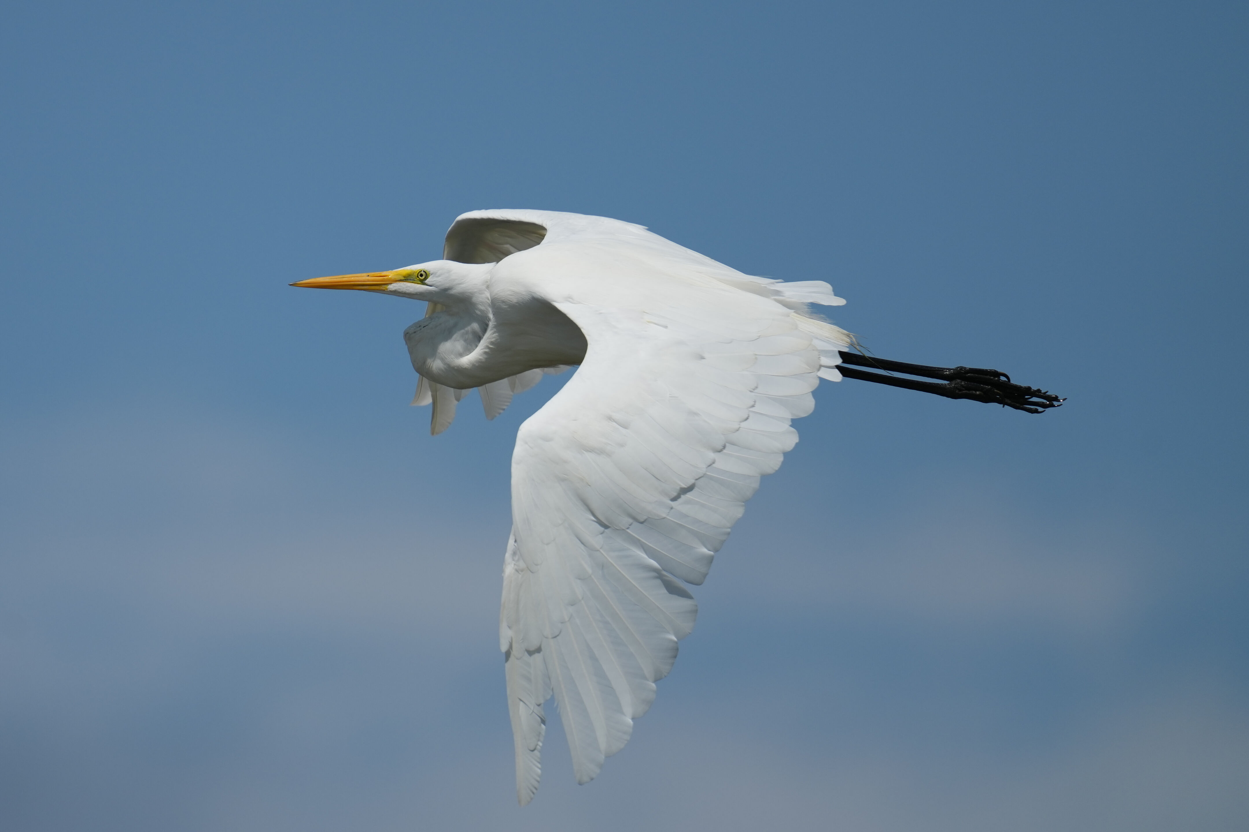 Baylands Nature Preserve