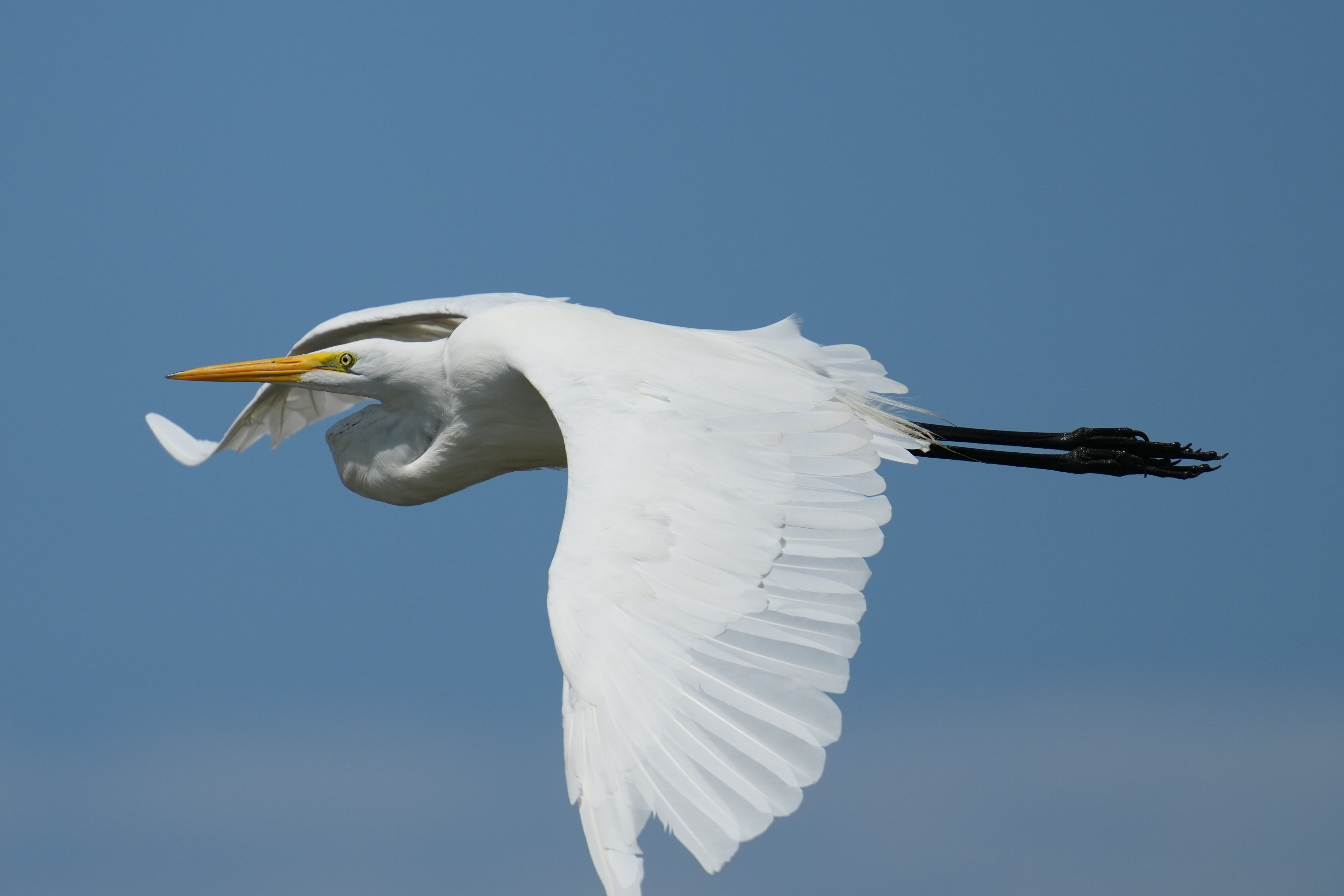 Baylands Nature Preserve