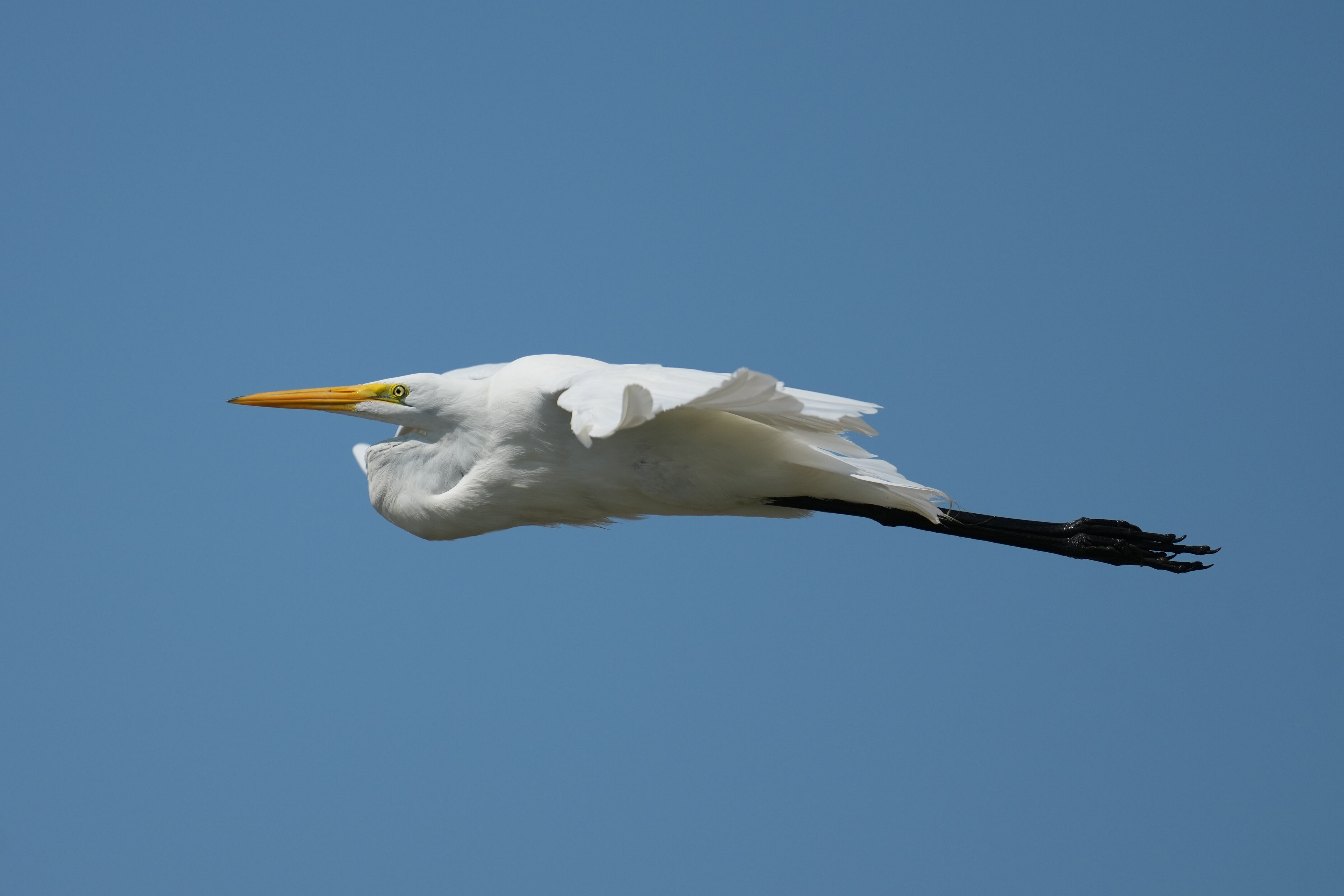 Baylands Nature Preserve