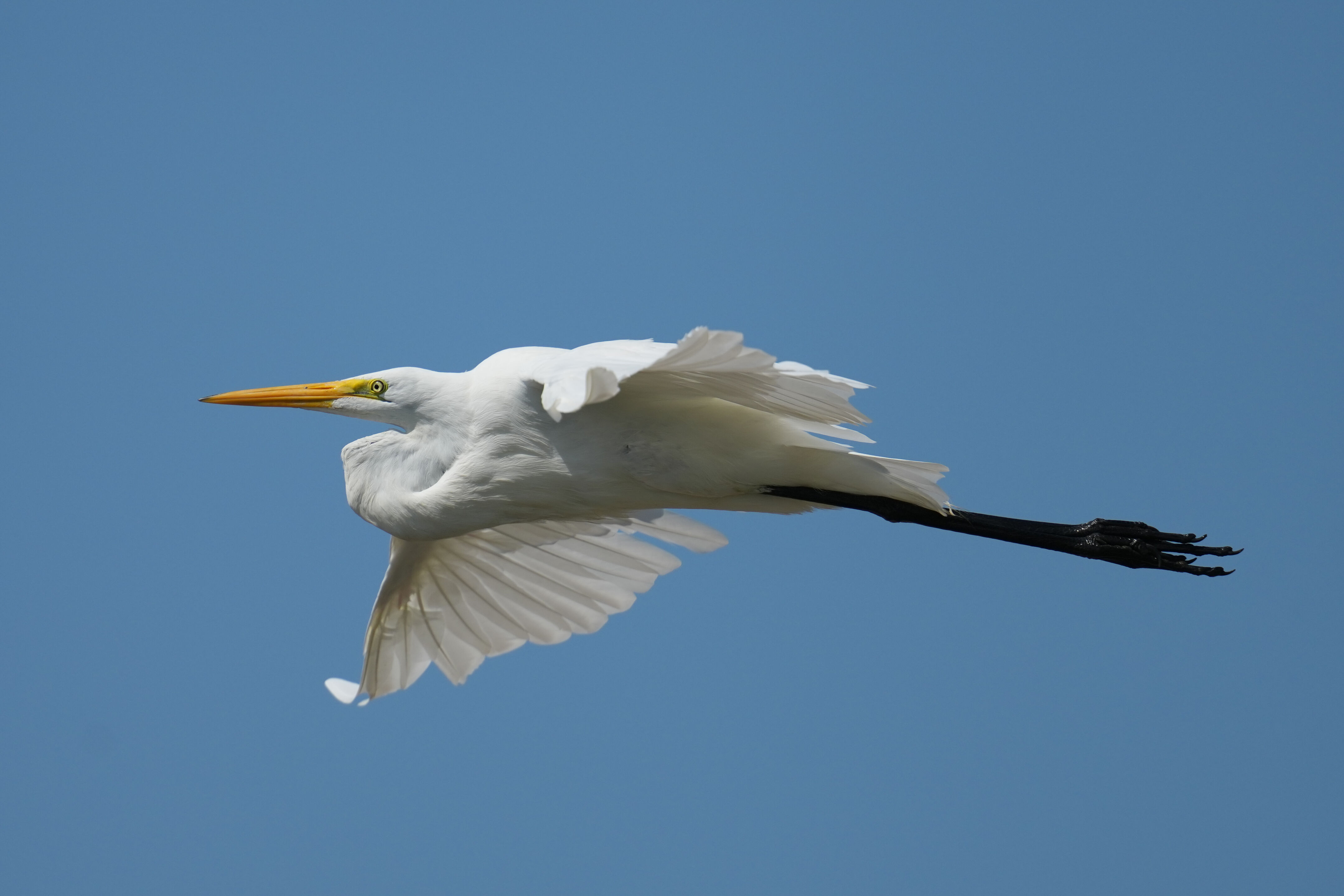 Baylands Nature Preserve