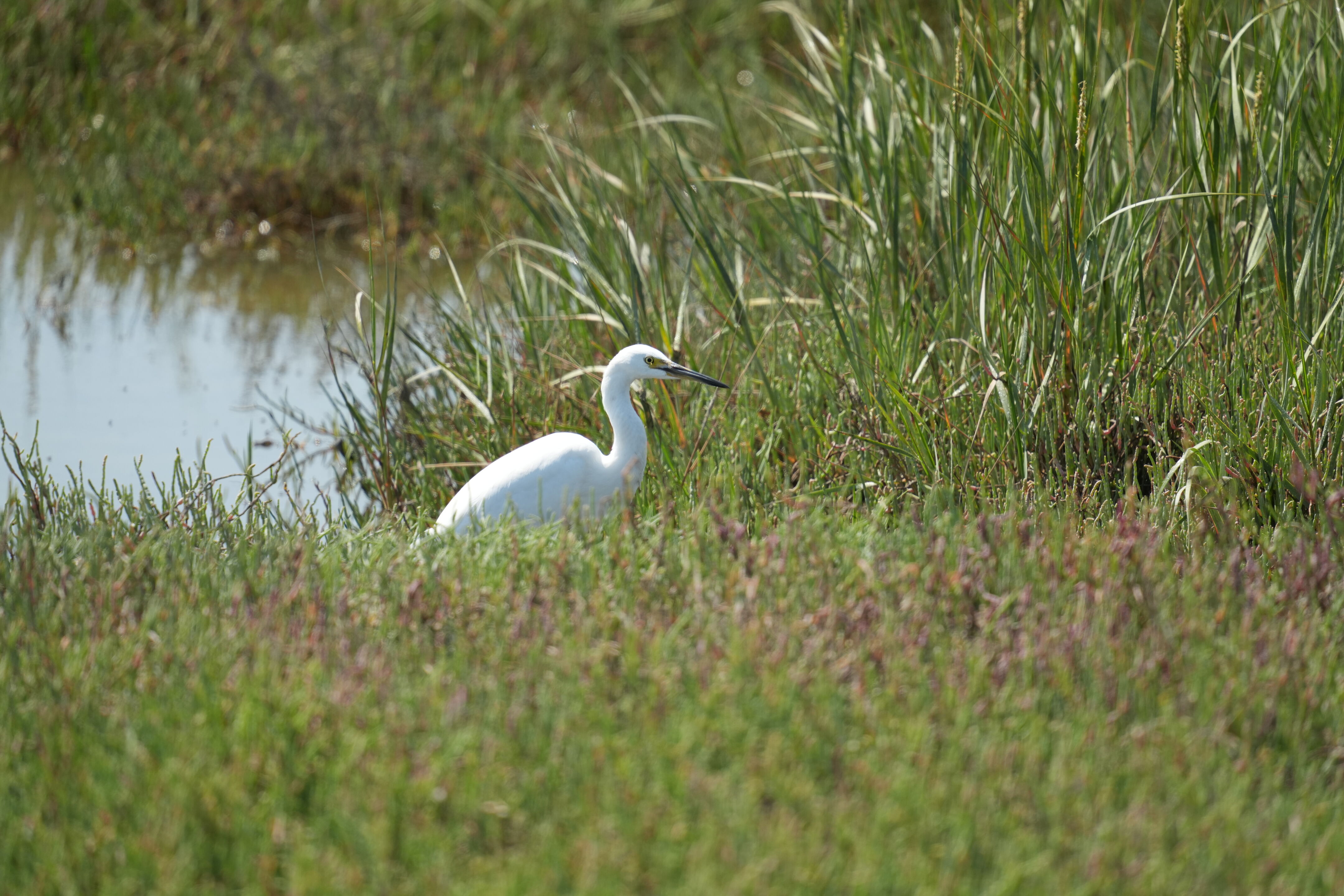 Baylands Nature Preserve