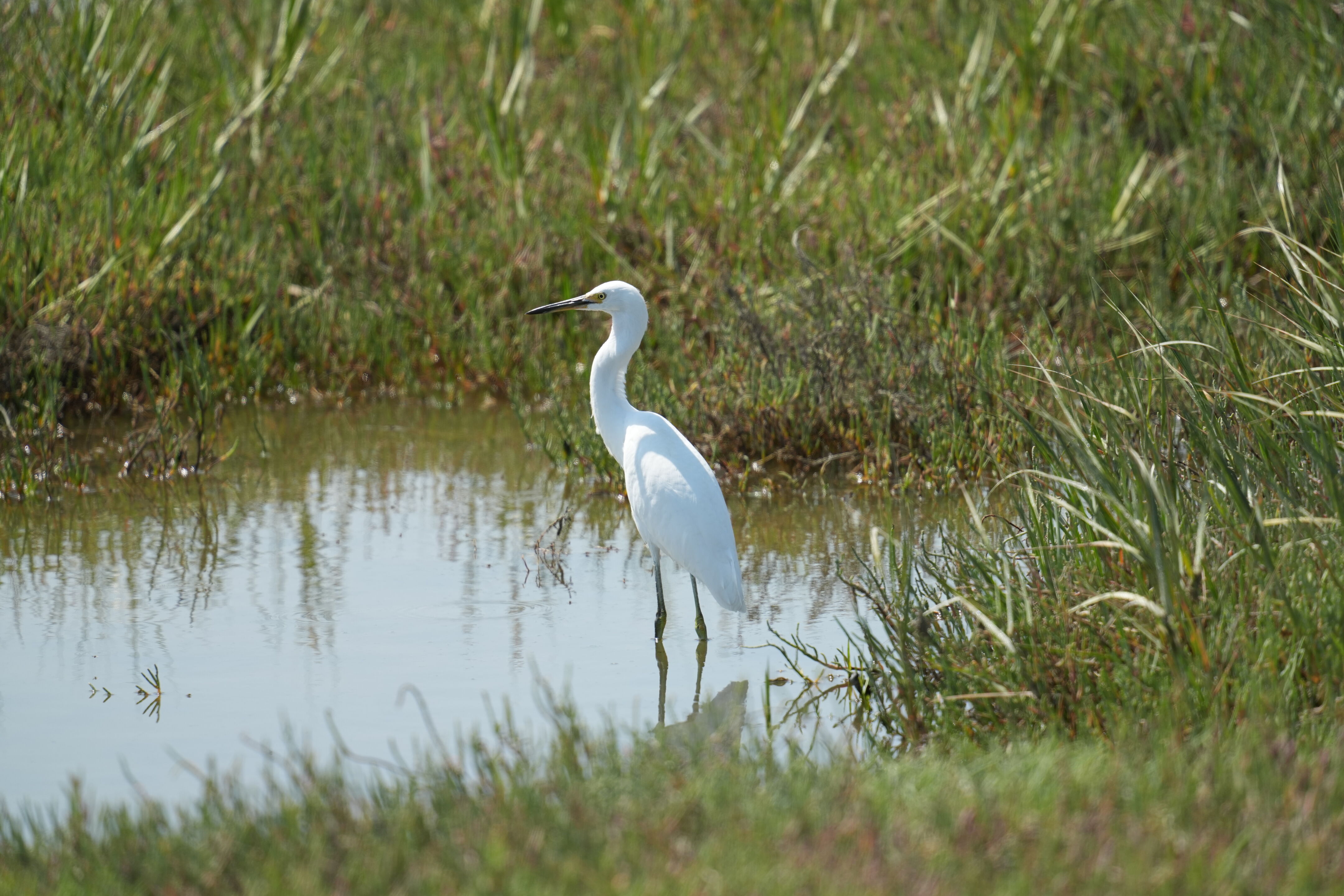 Baylands Nature Preserve