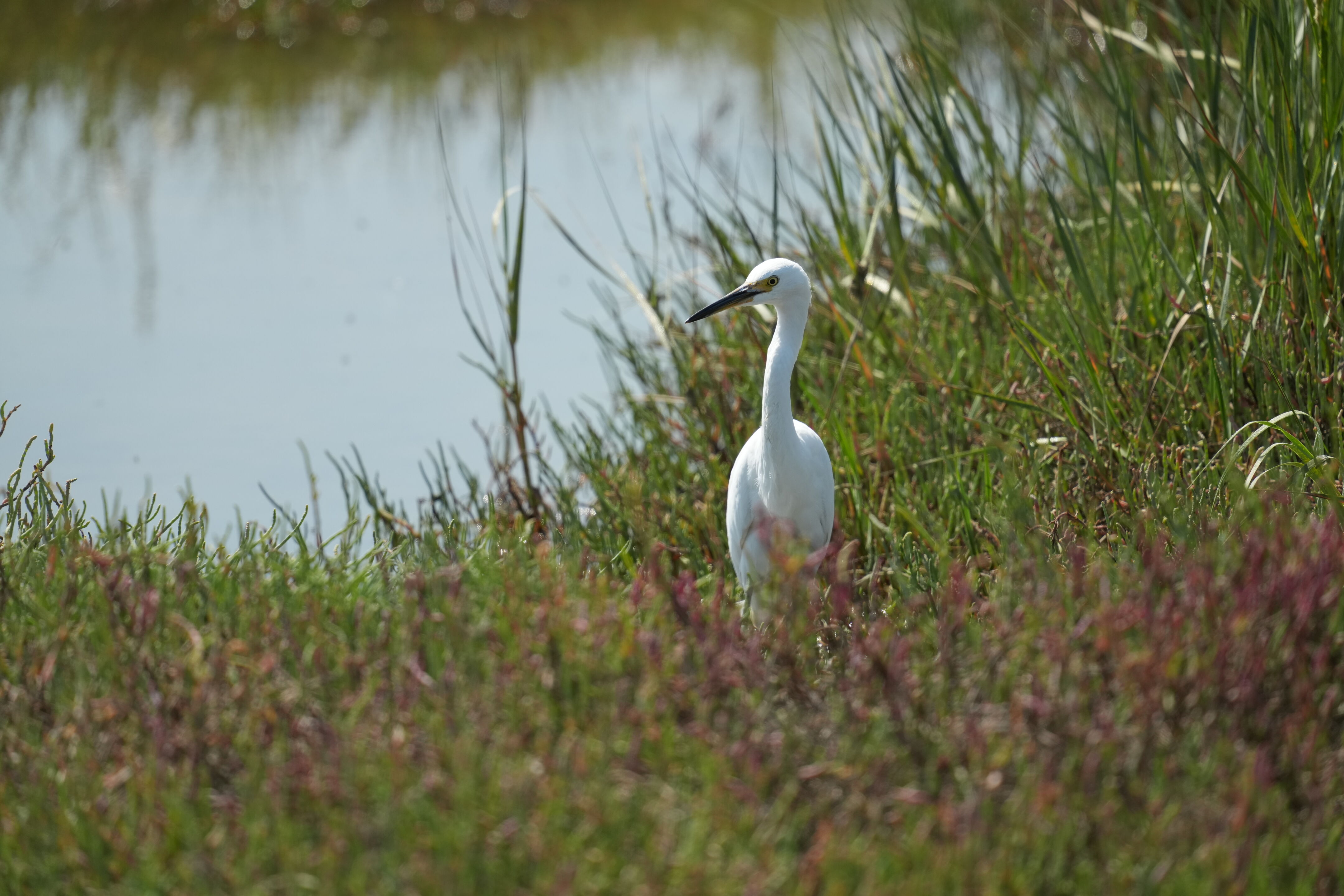 Baylands Nature Preserve