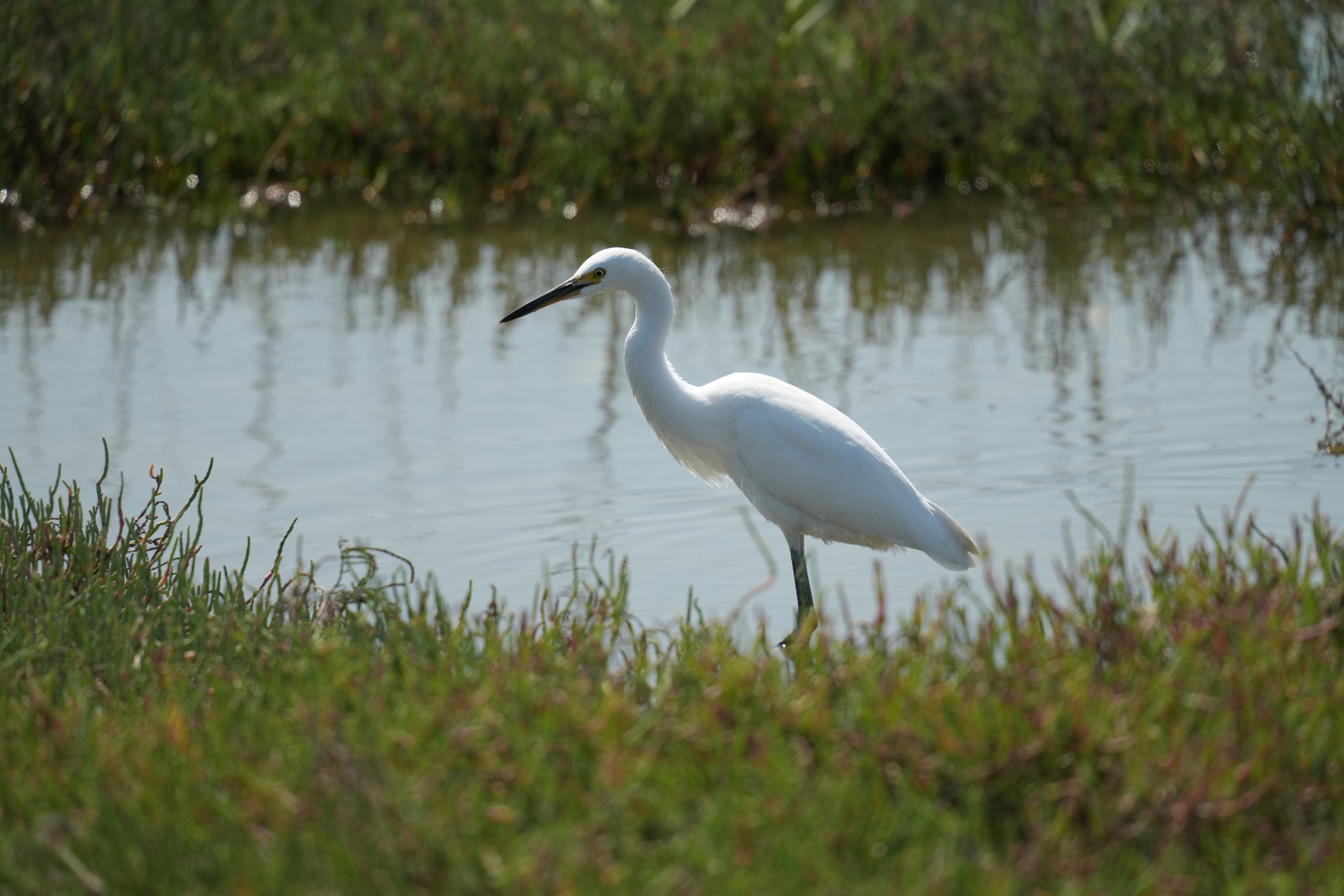 Baylands Nature Preserve