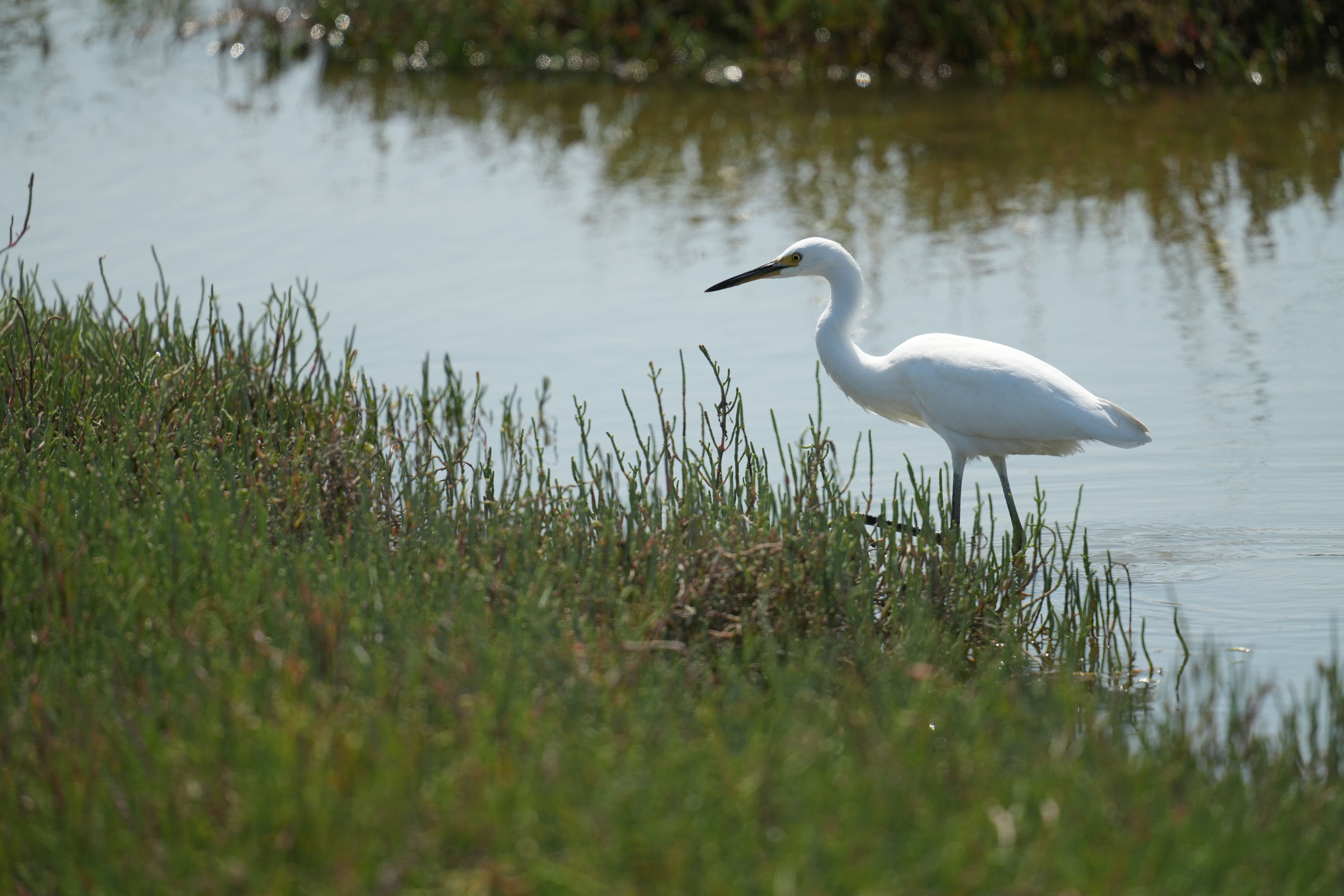 Baylands Nature Preserve