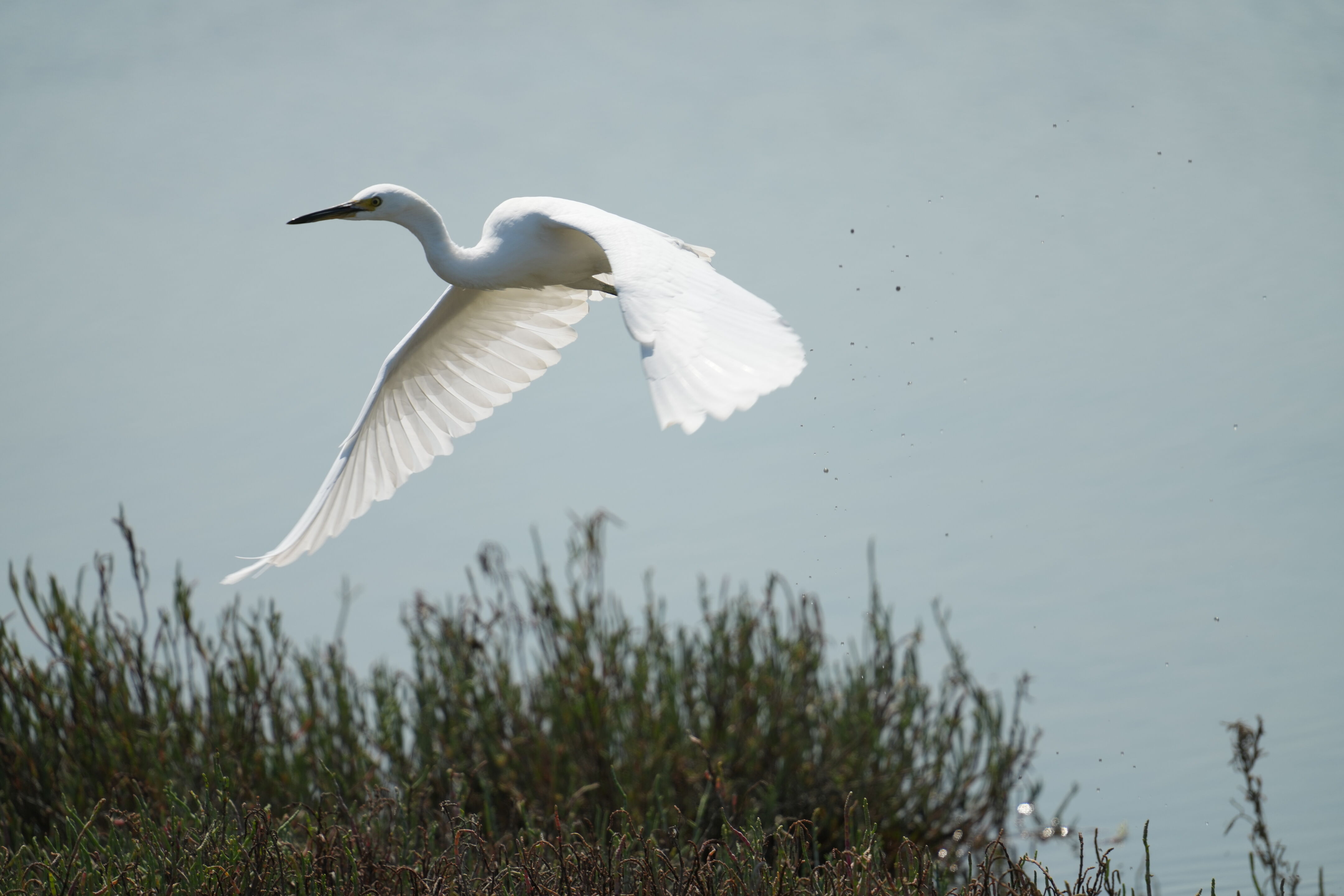 Baylands Nature Preserve