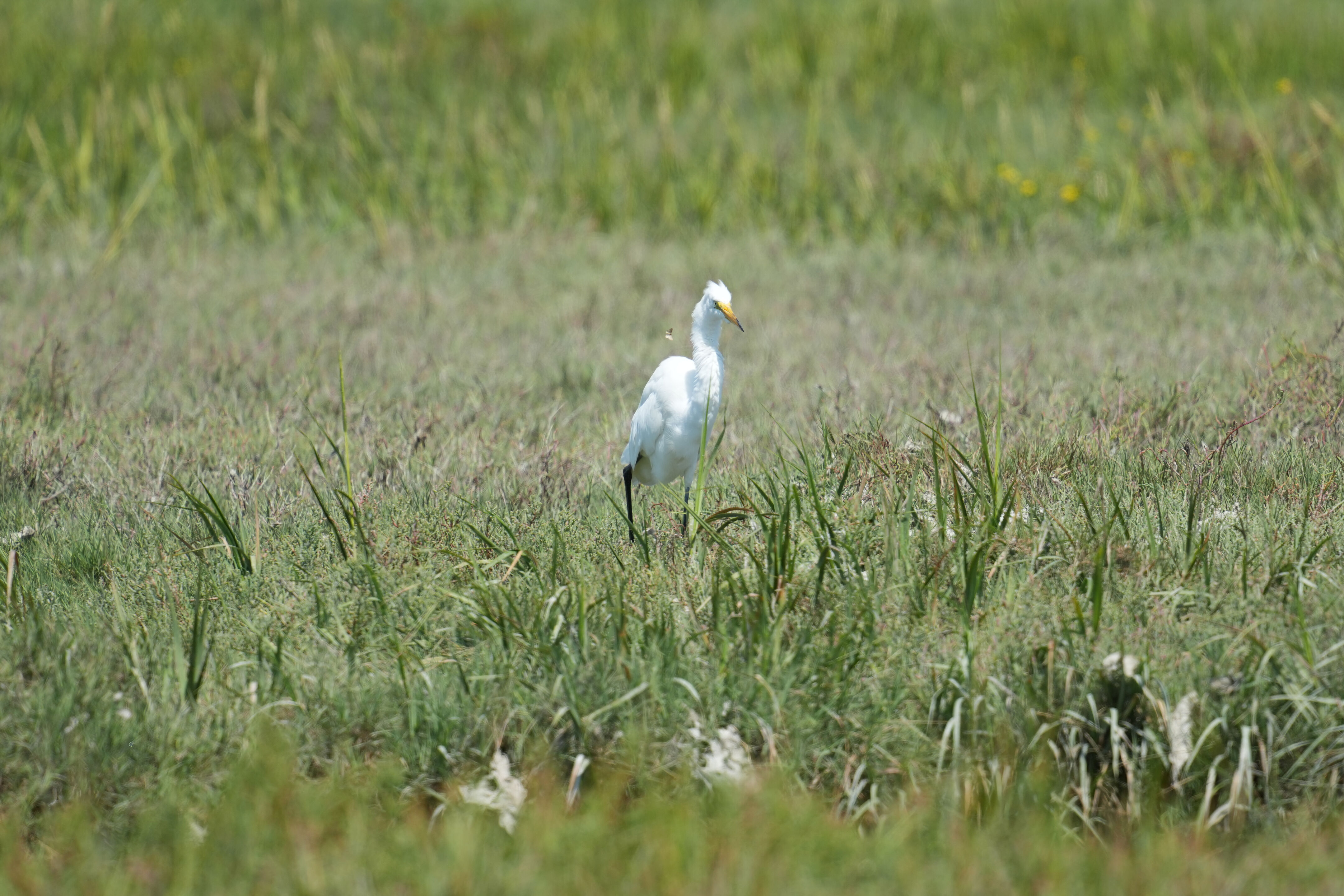 Baylands Nature Preserve