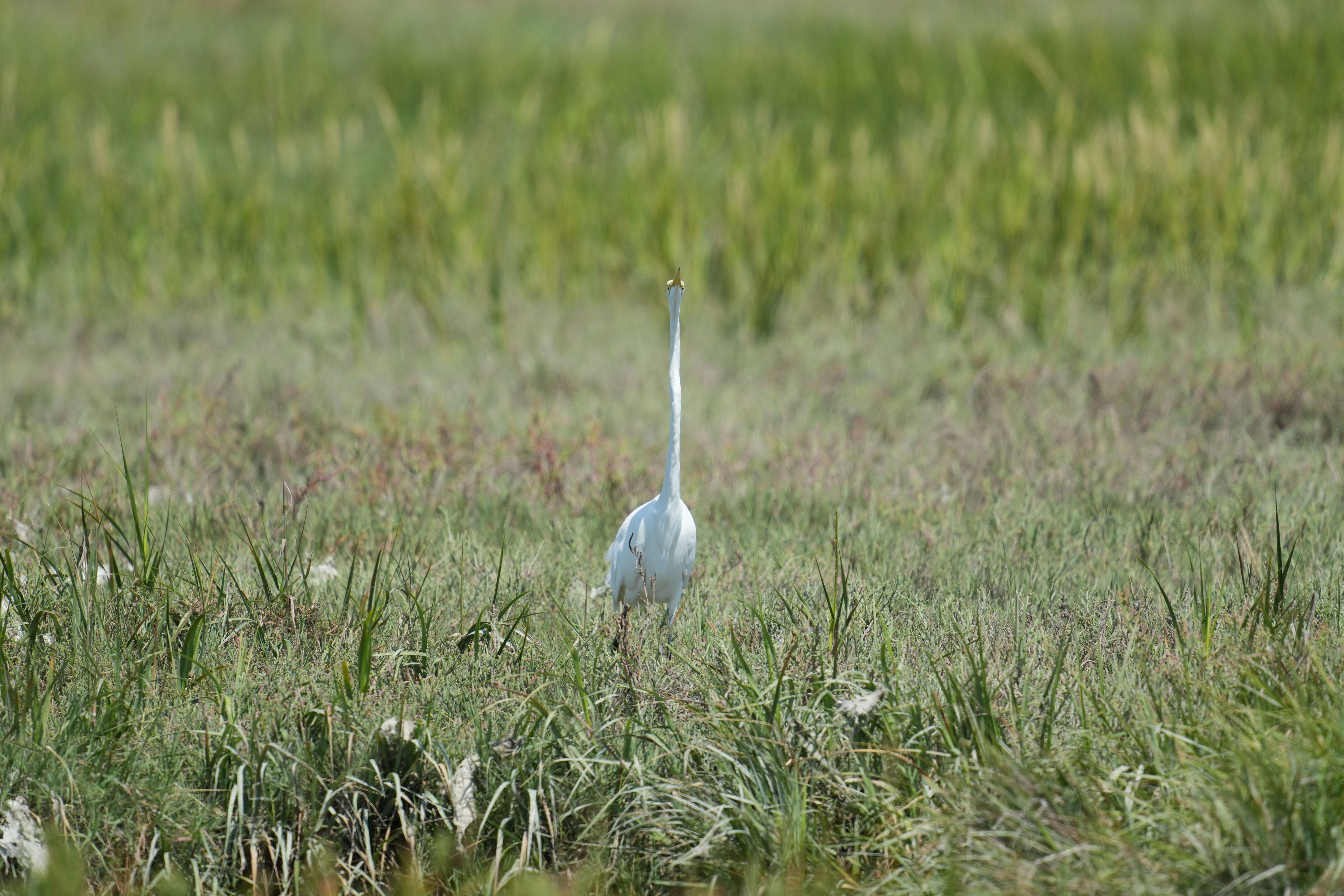 Baylands Nature Preserve