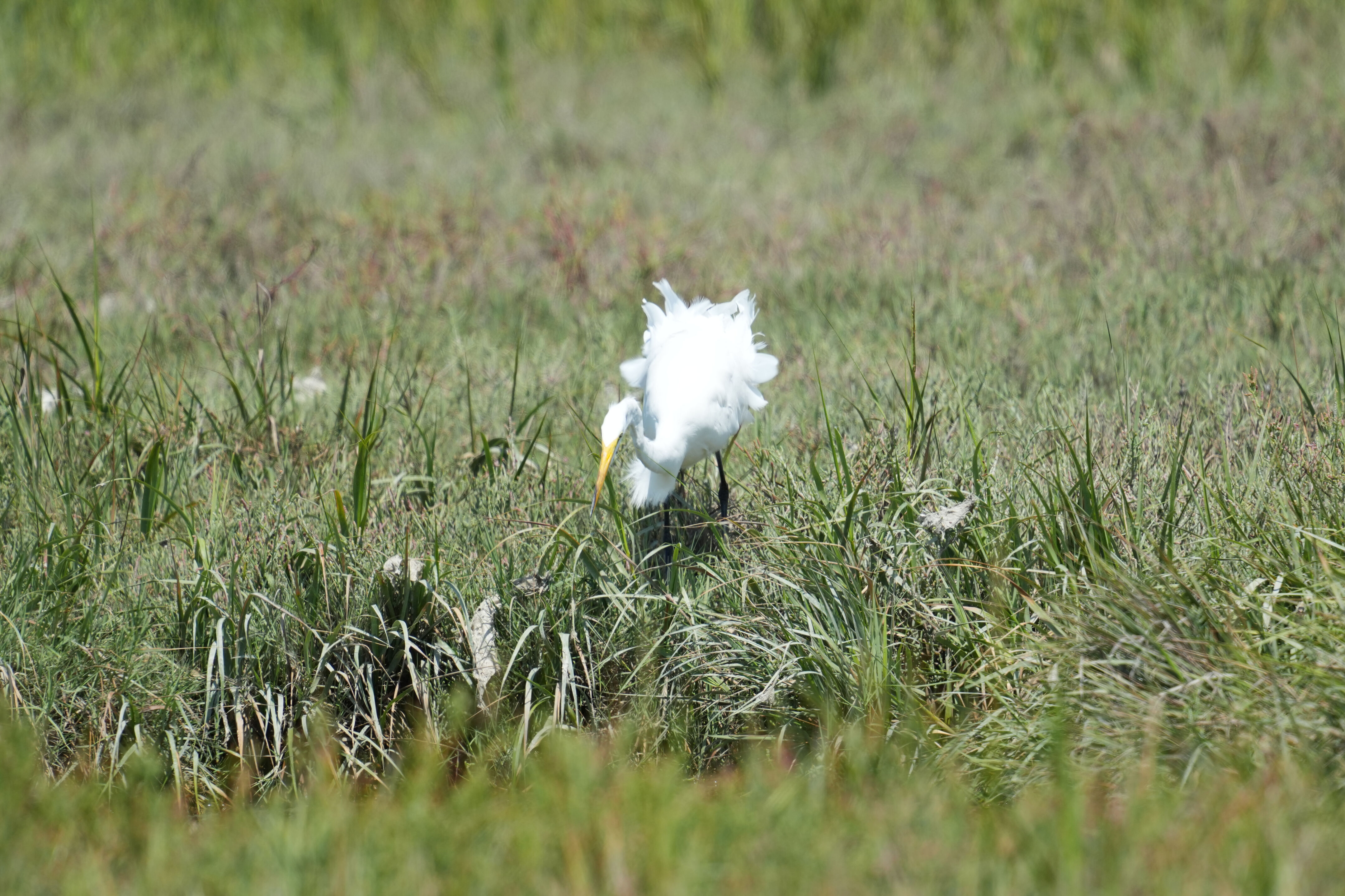 Baylands Nature Preserve