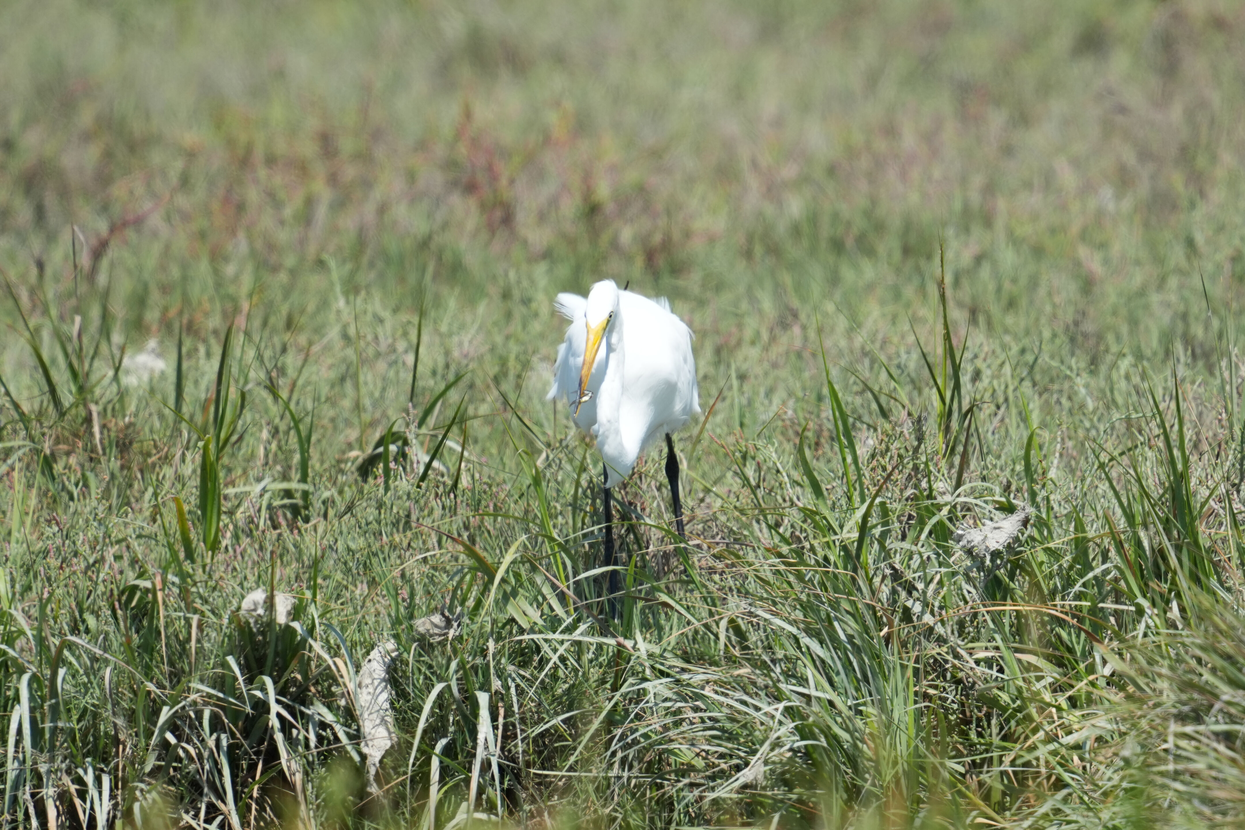 Baylands Nature Preserve