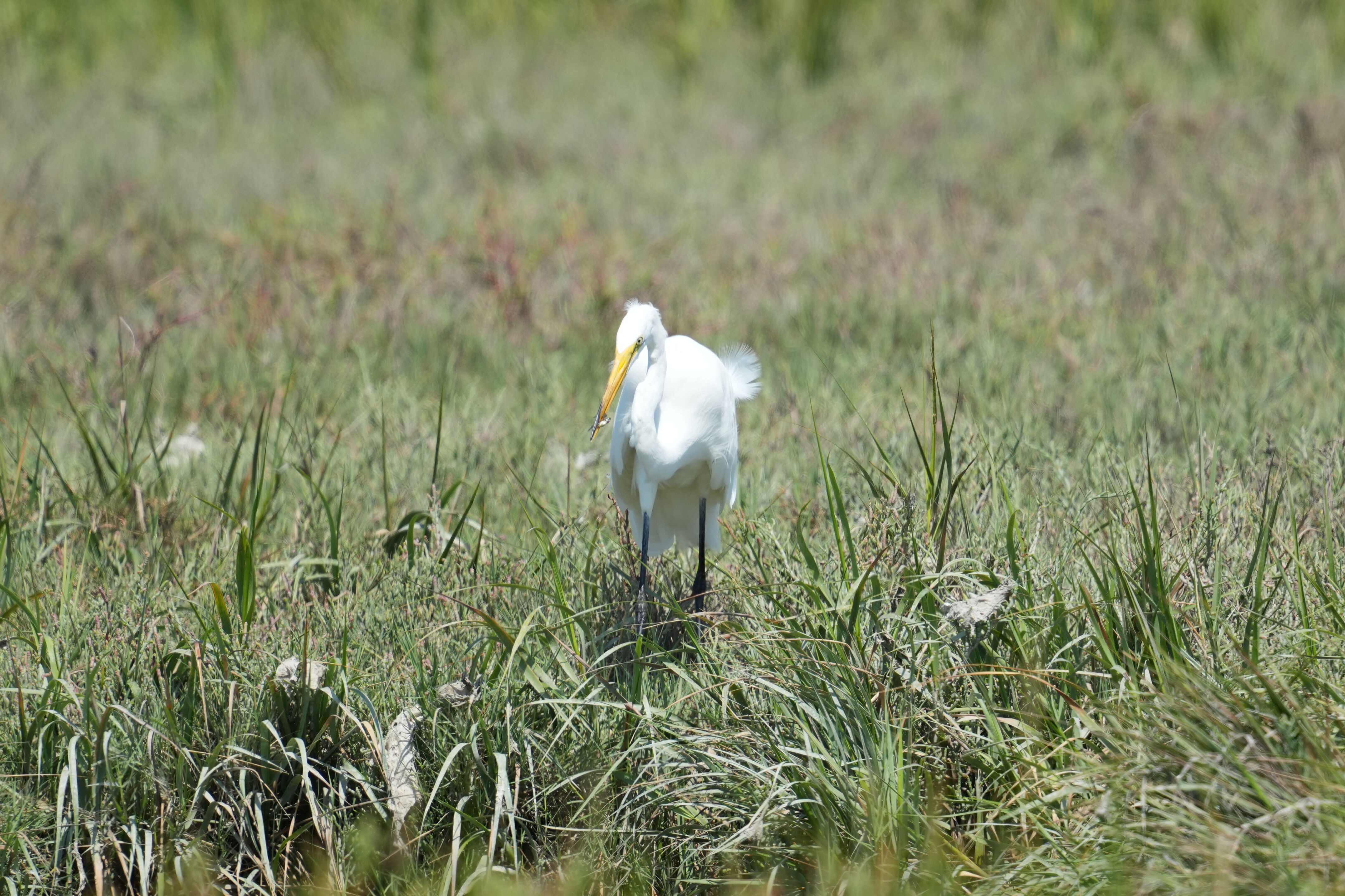 Baylands Nature Preserve