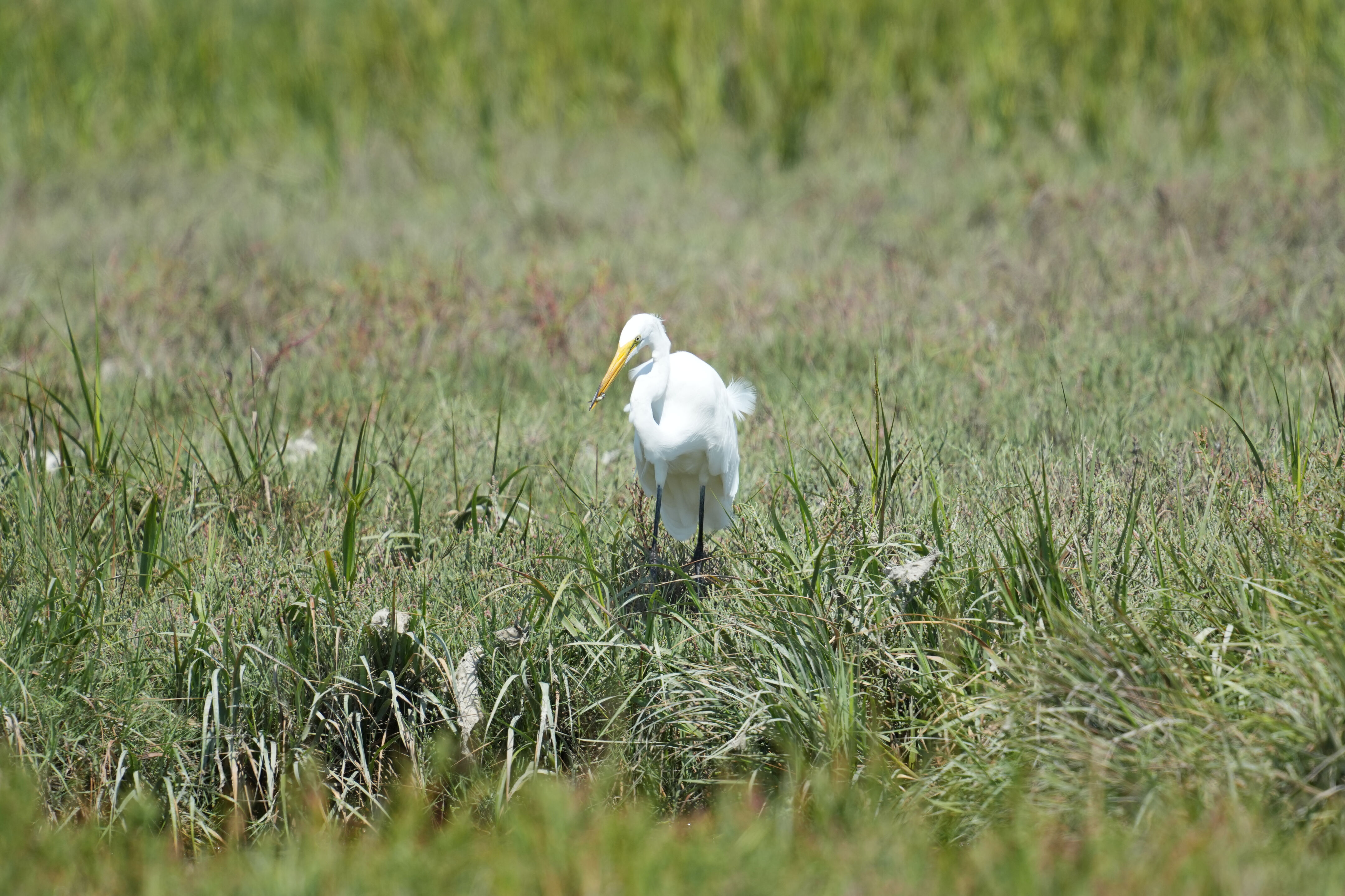 Baylands Nature Preserve