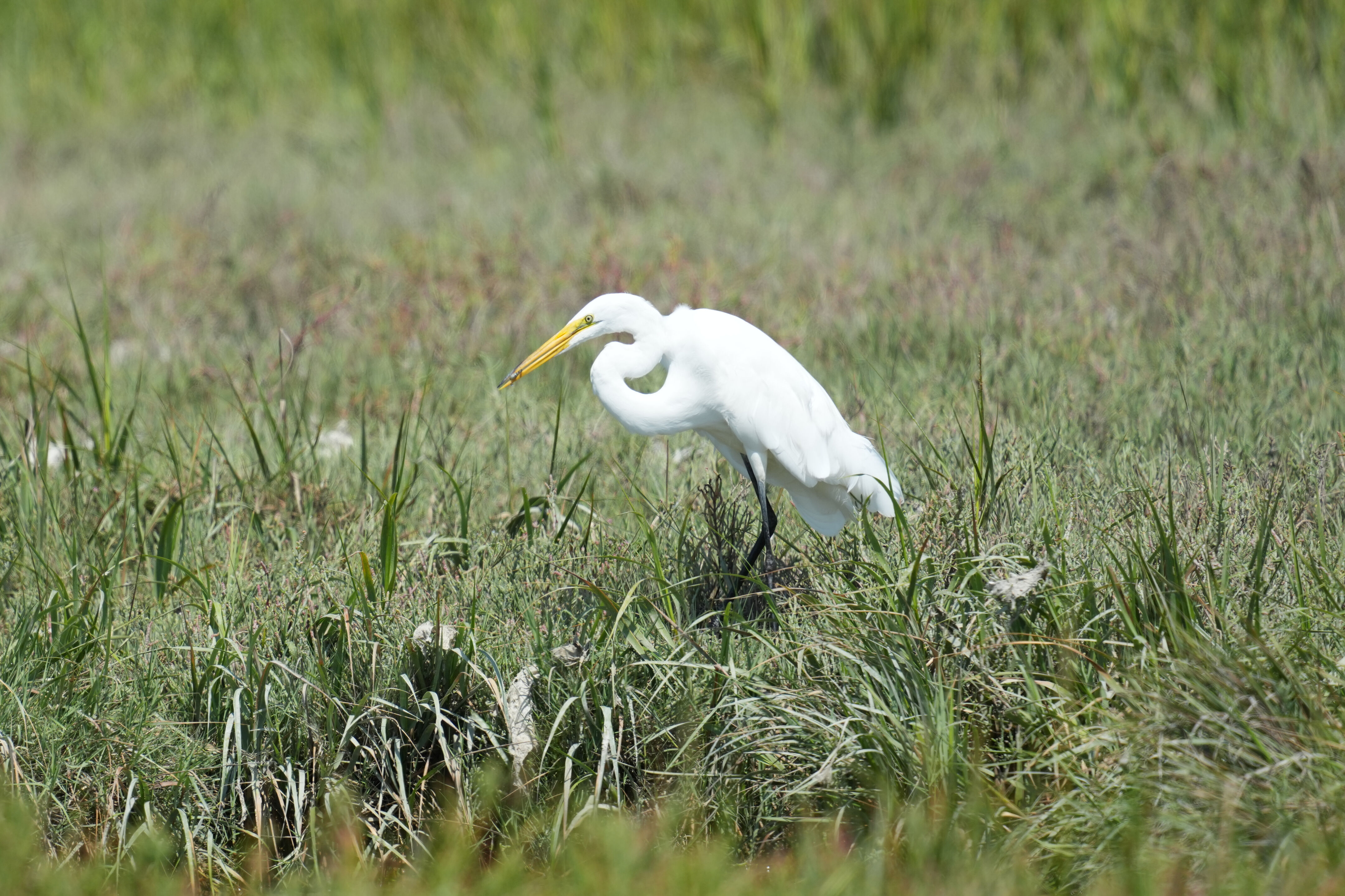 Baylands Nature Preserve