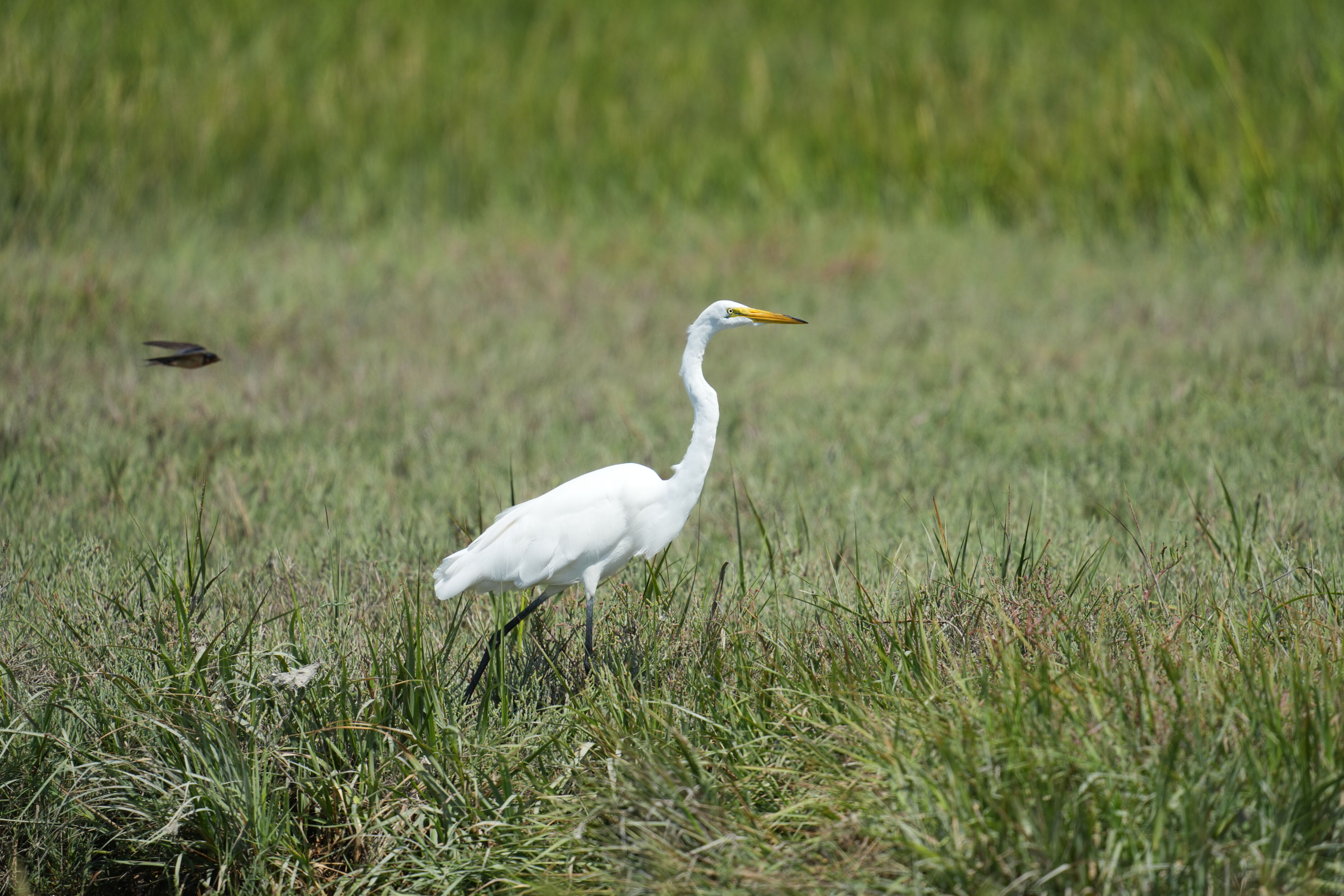 Baylands Nature Preserve