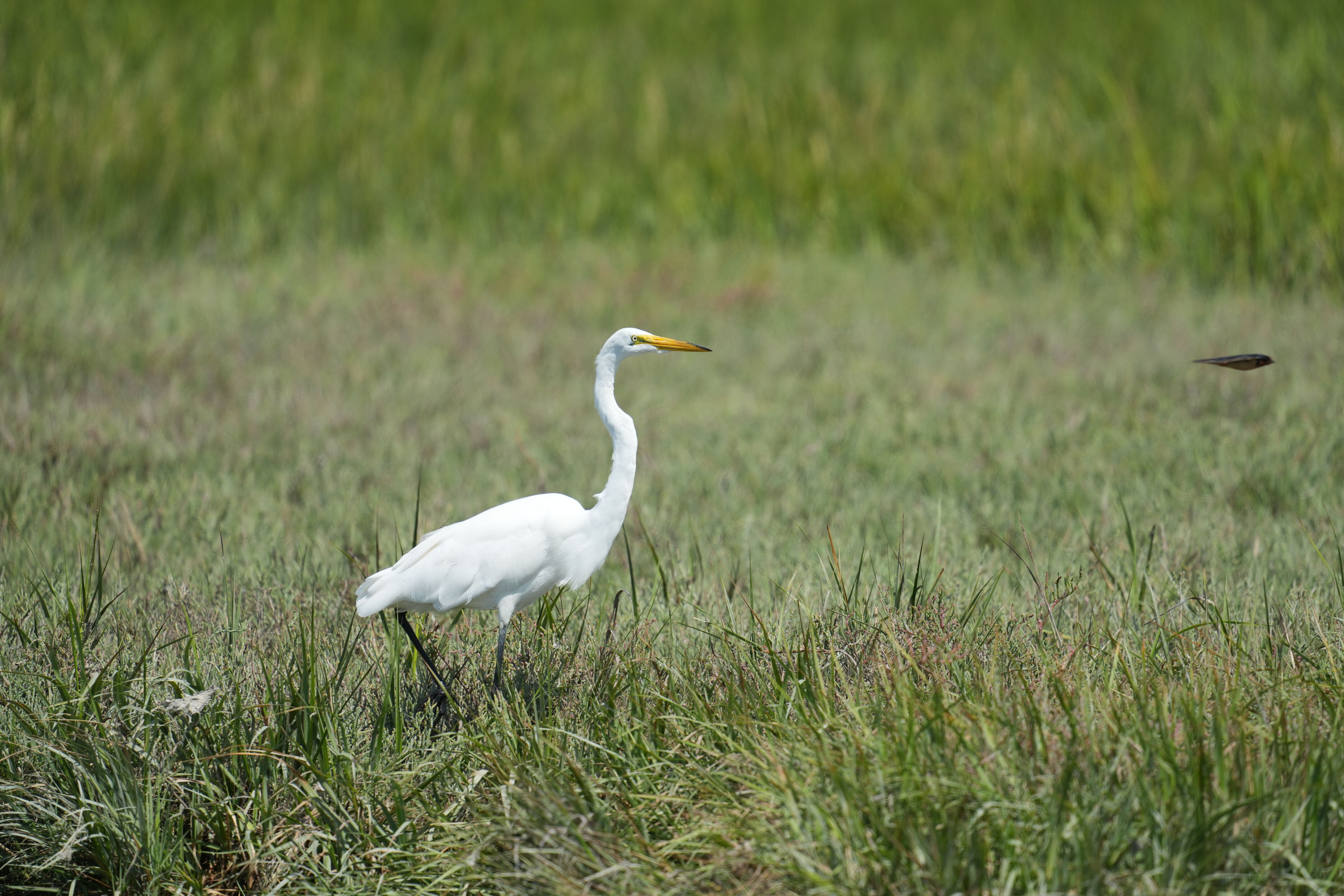 Baylands Nature Preserve