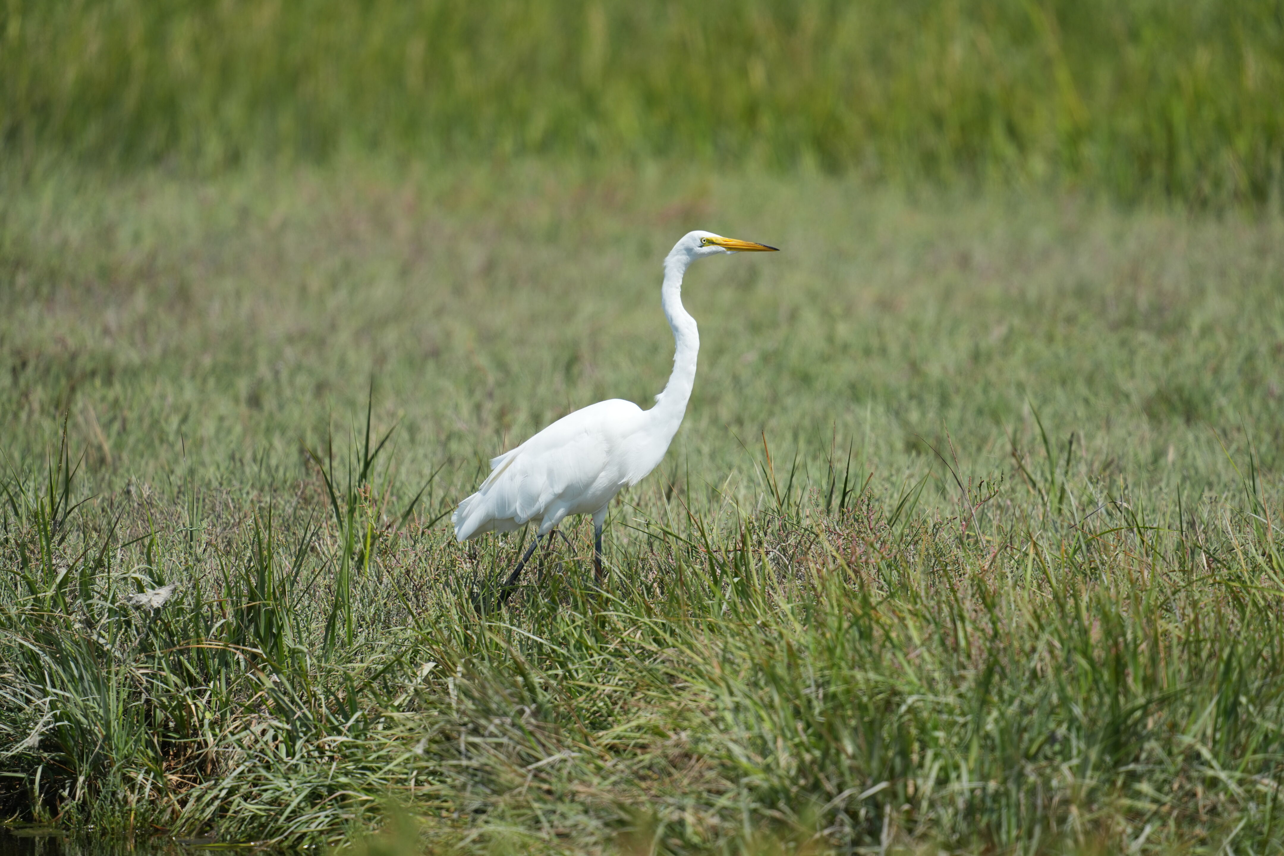 Baylands Nature Preserve