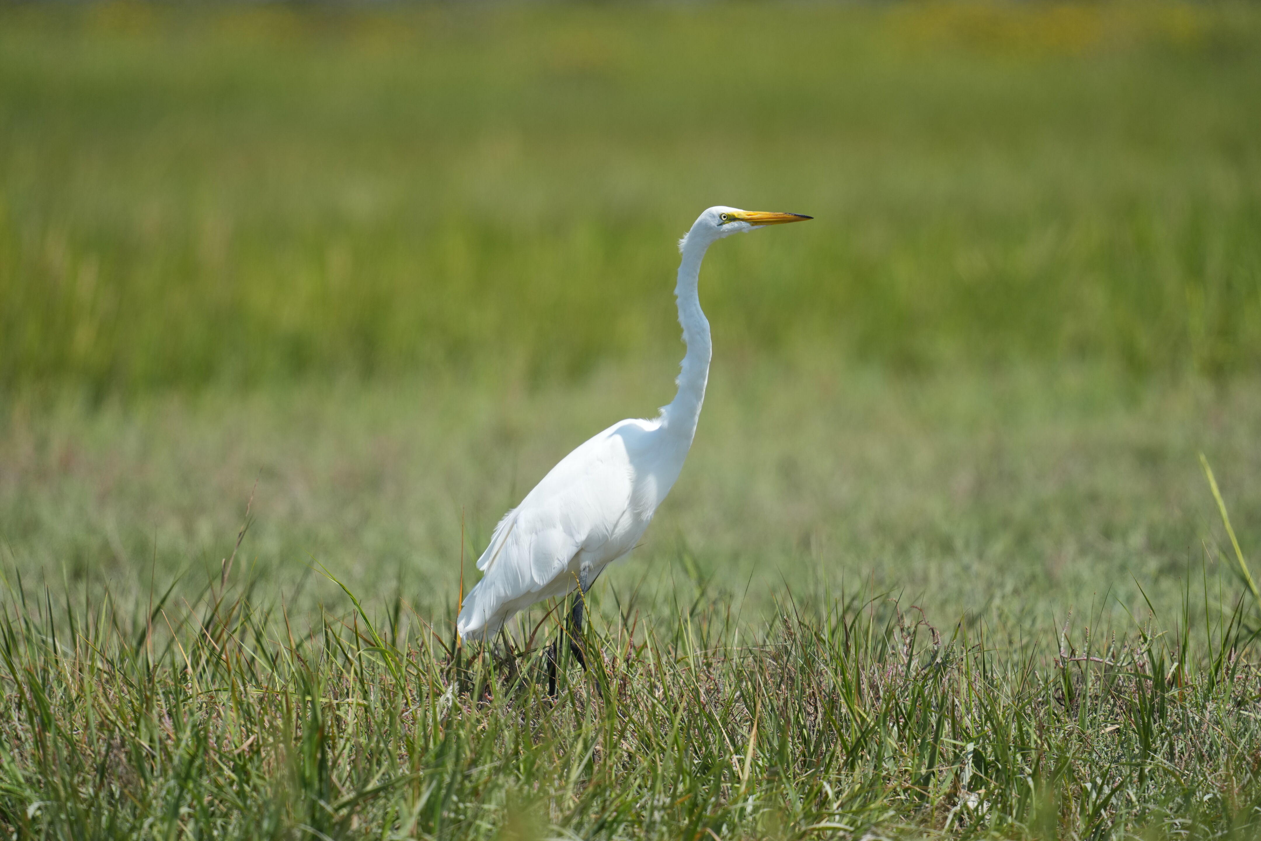 Baylands Nature Preserve