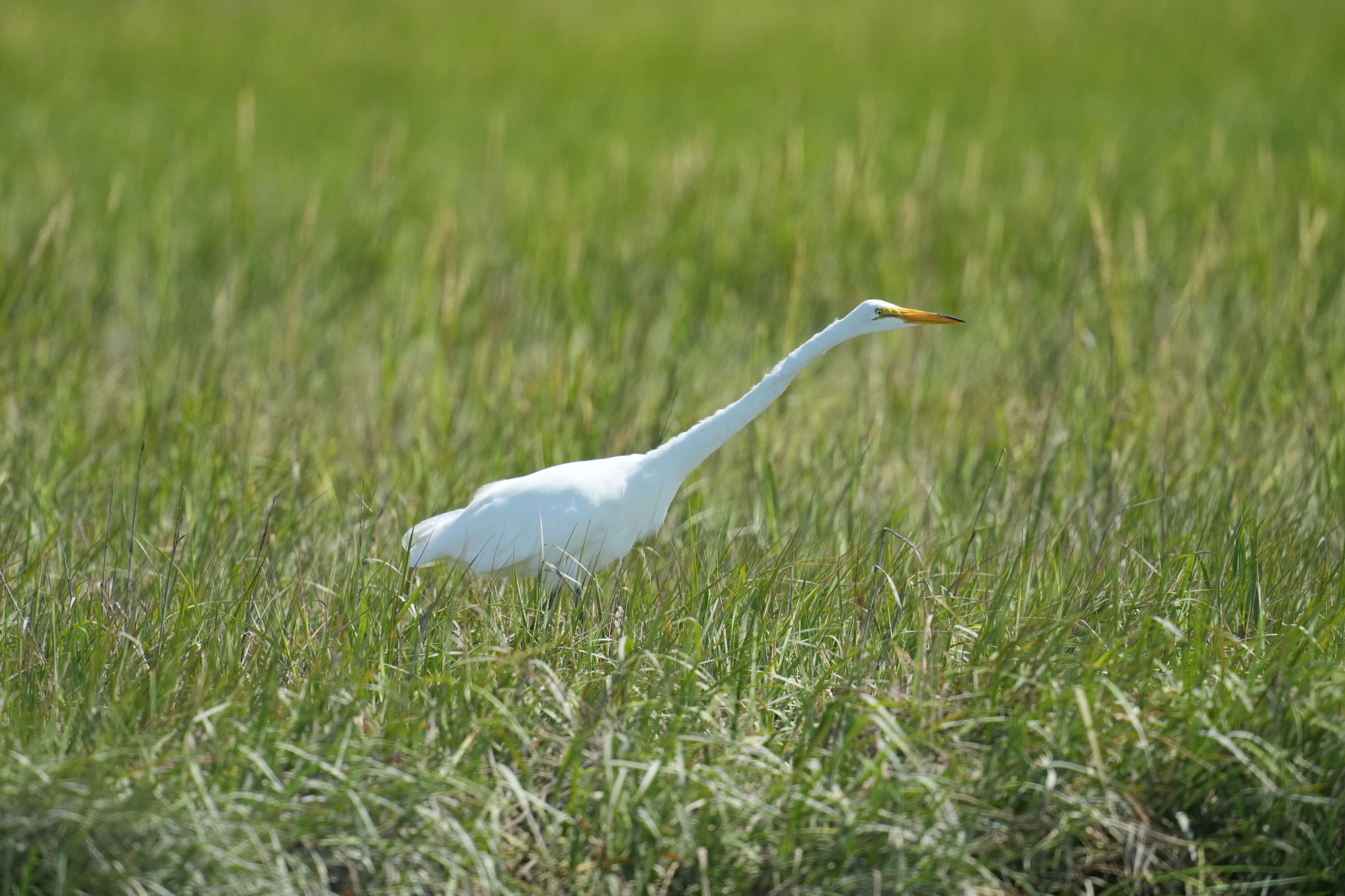 Baylands Nature Preserve