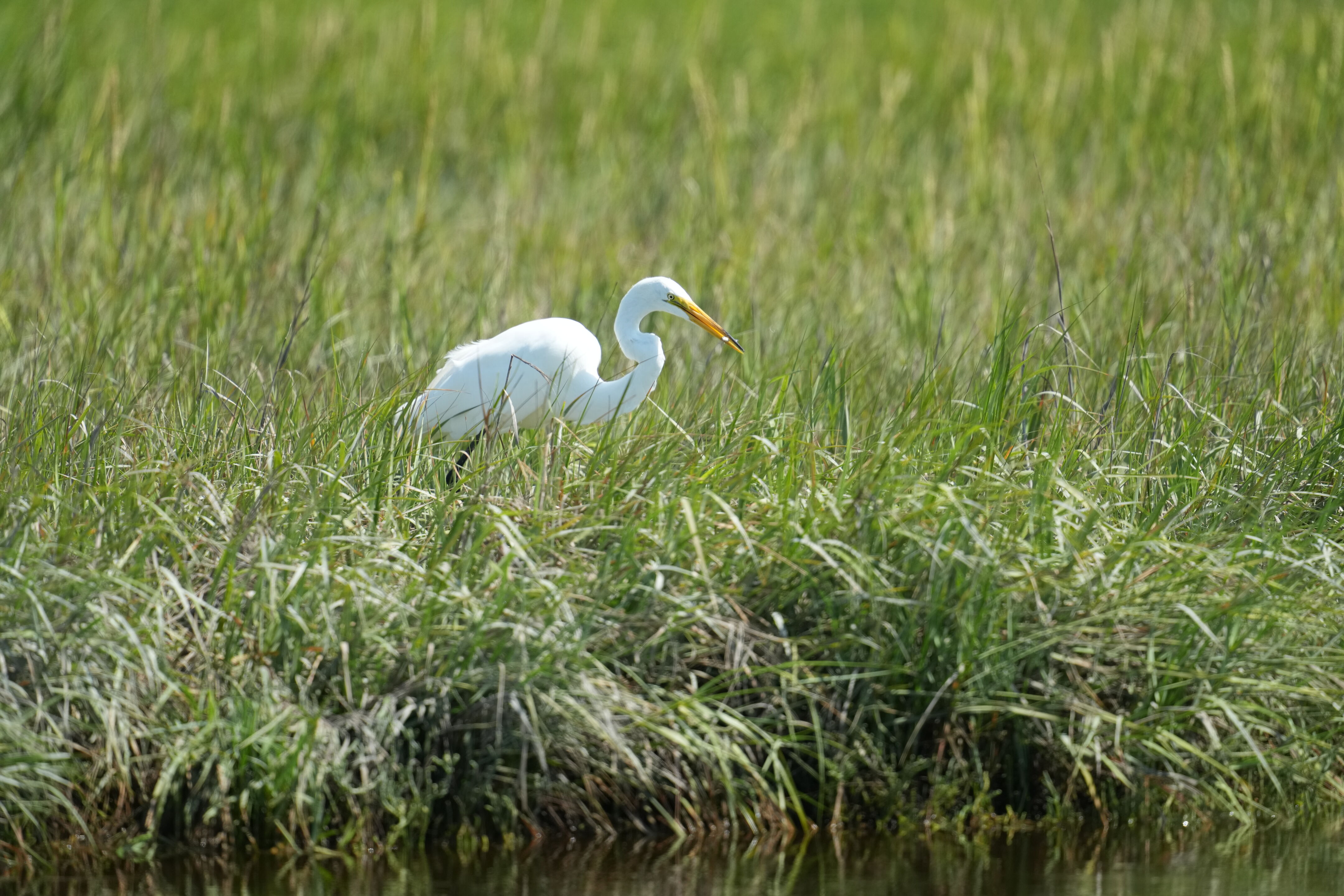 Baylands Nature Preserve