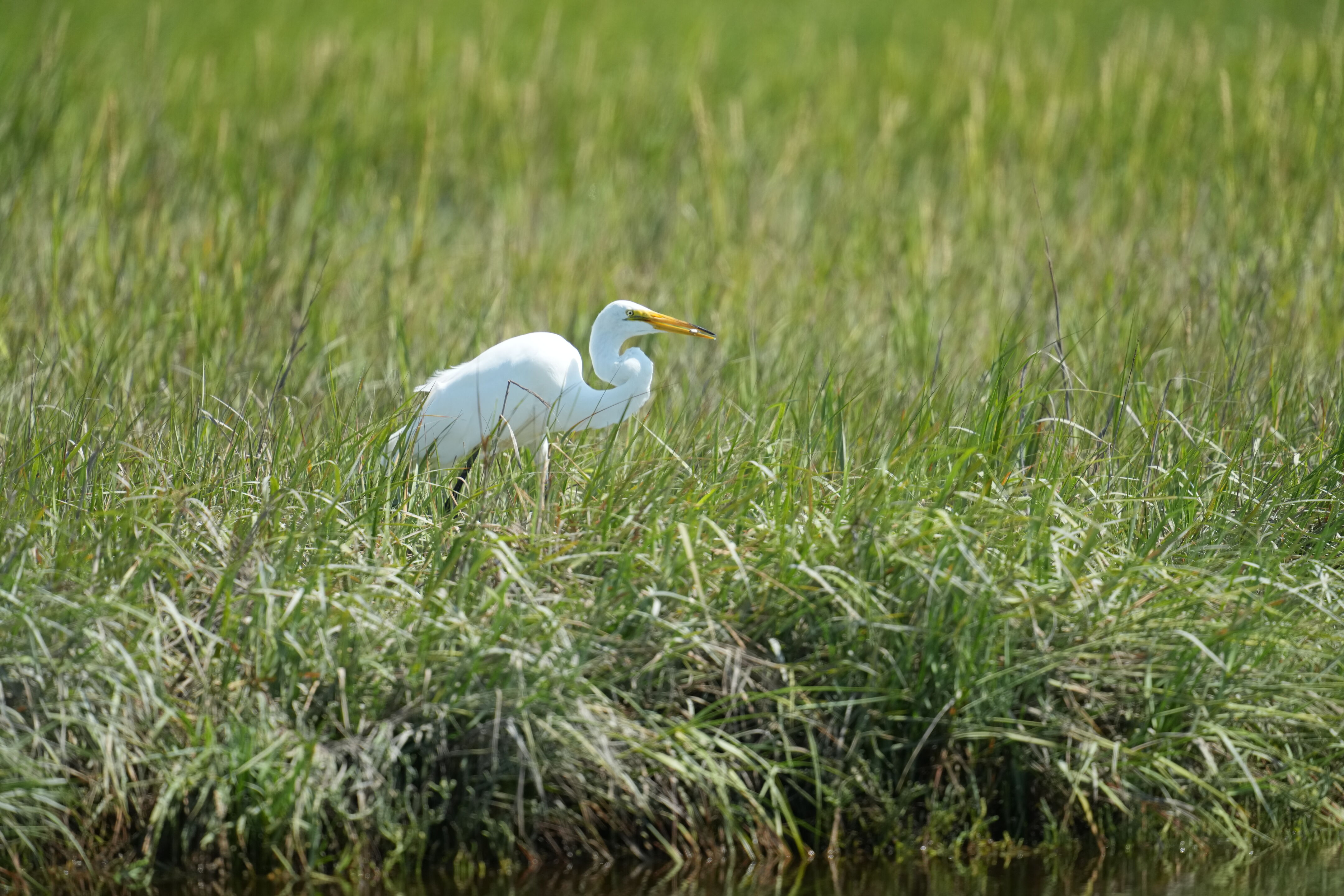 Baylands Nature Preserve