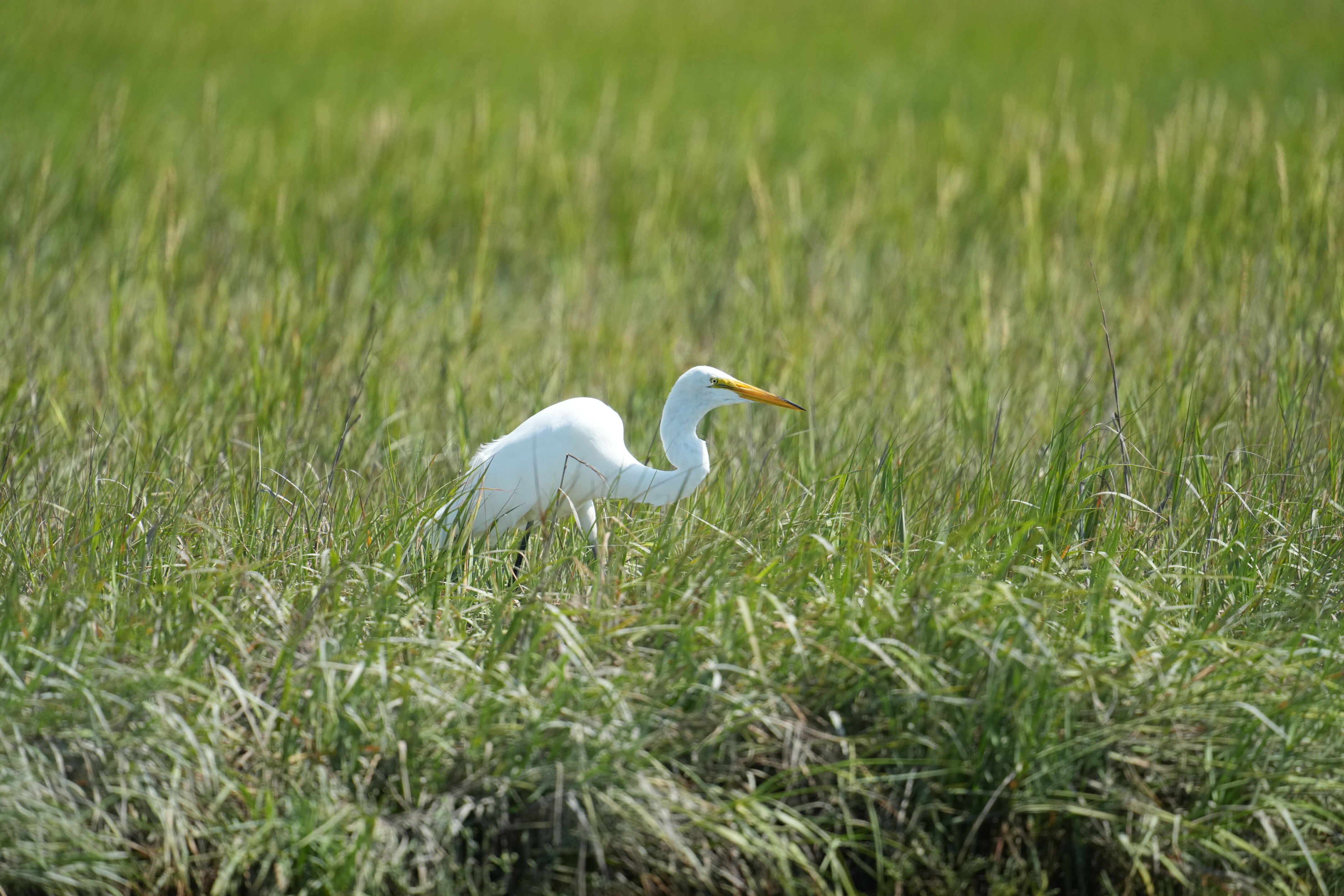 Baylands Nature Preserve