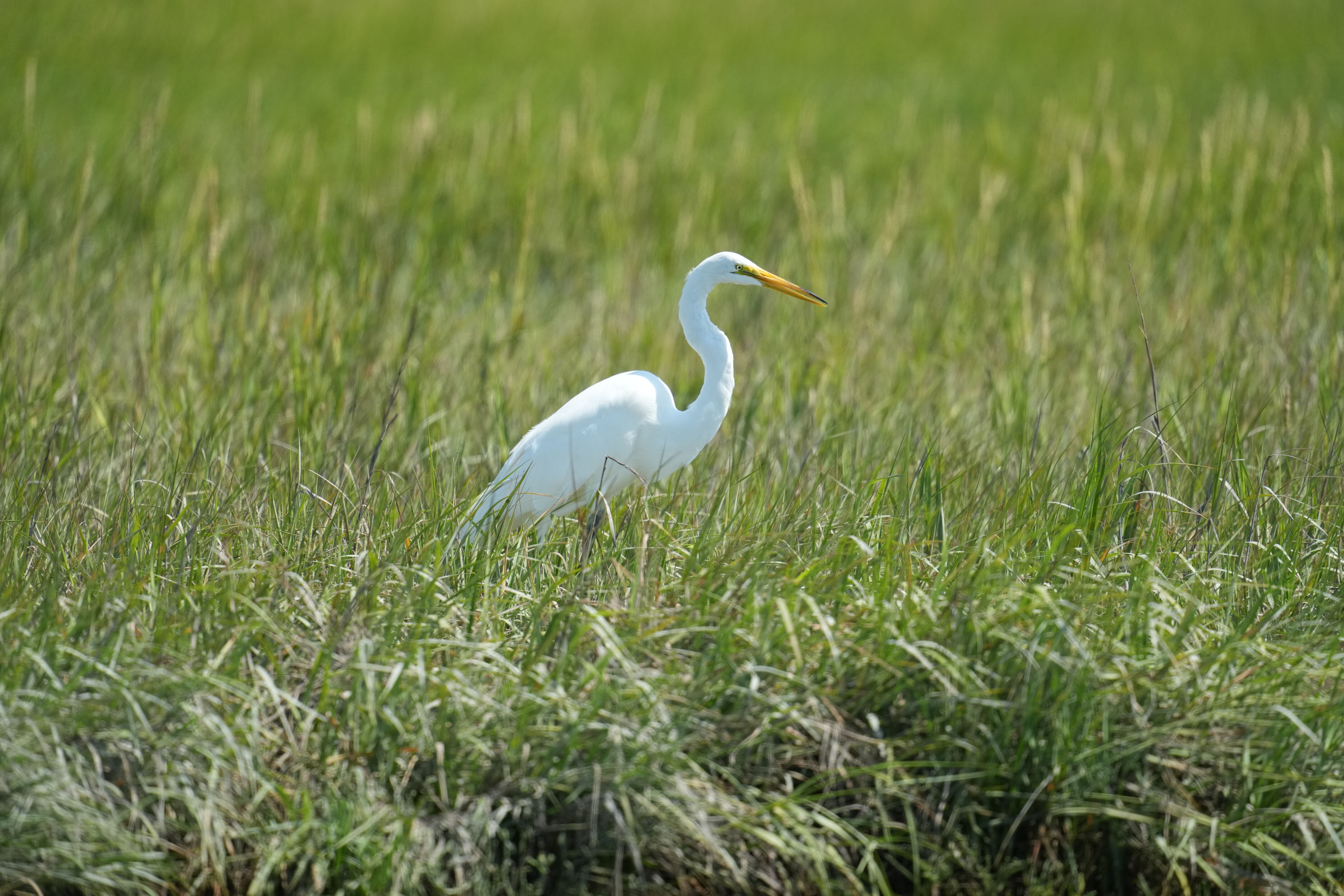 Baylands Nature Preserve