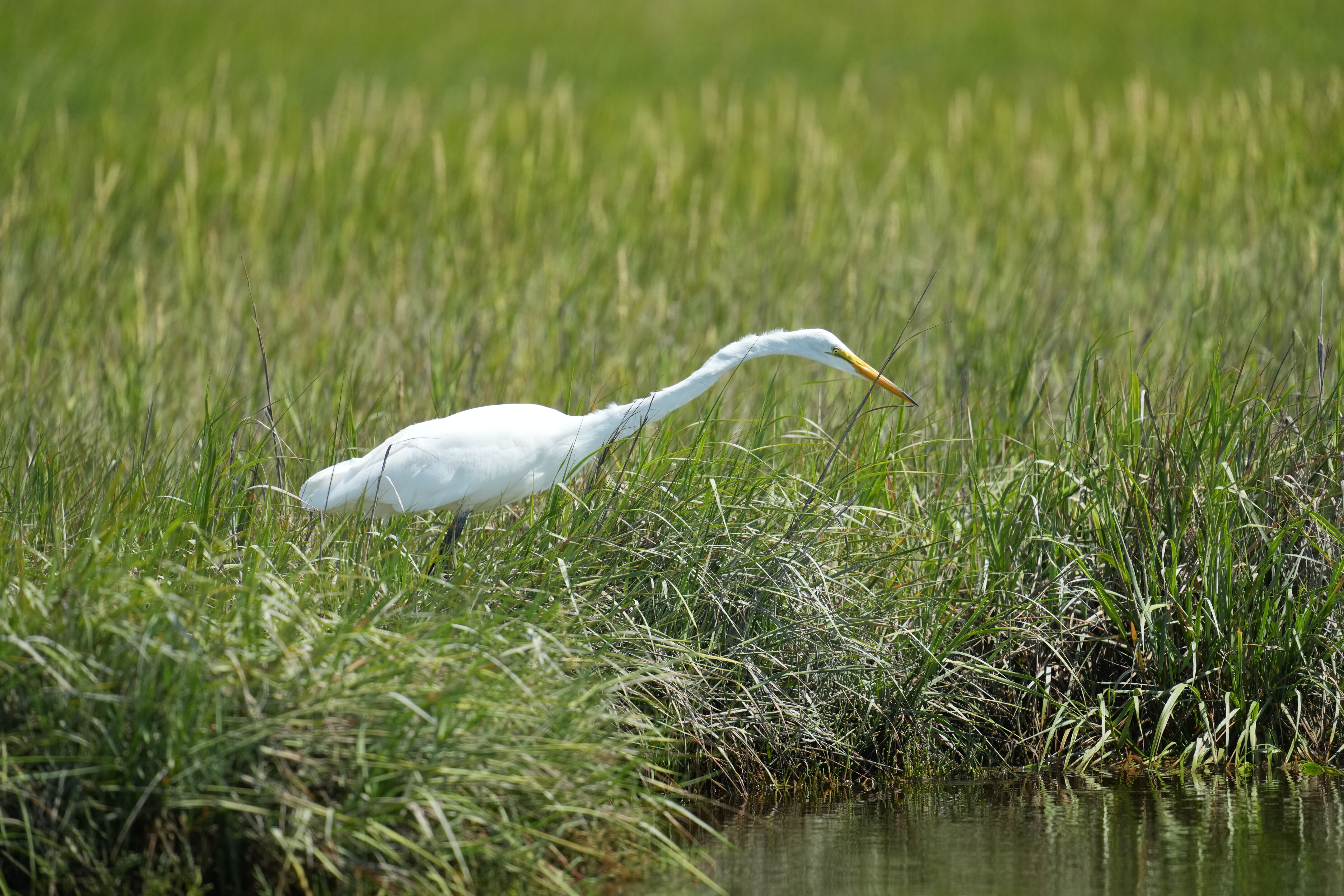 Baylands Nature Preserve