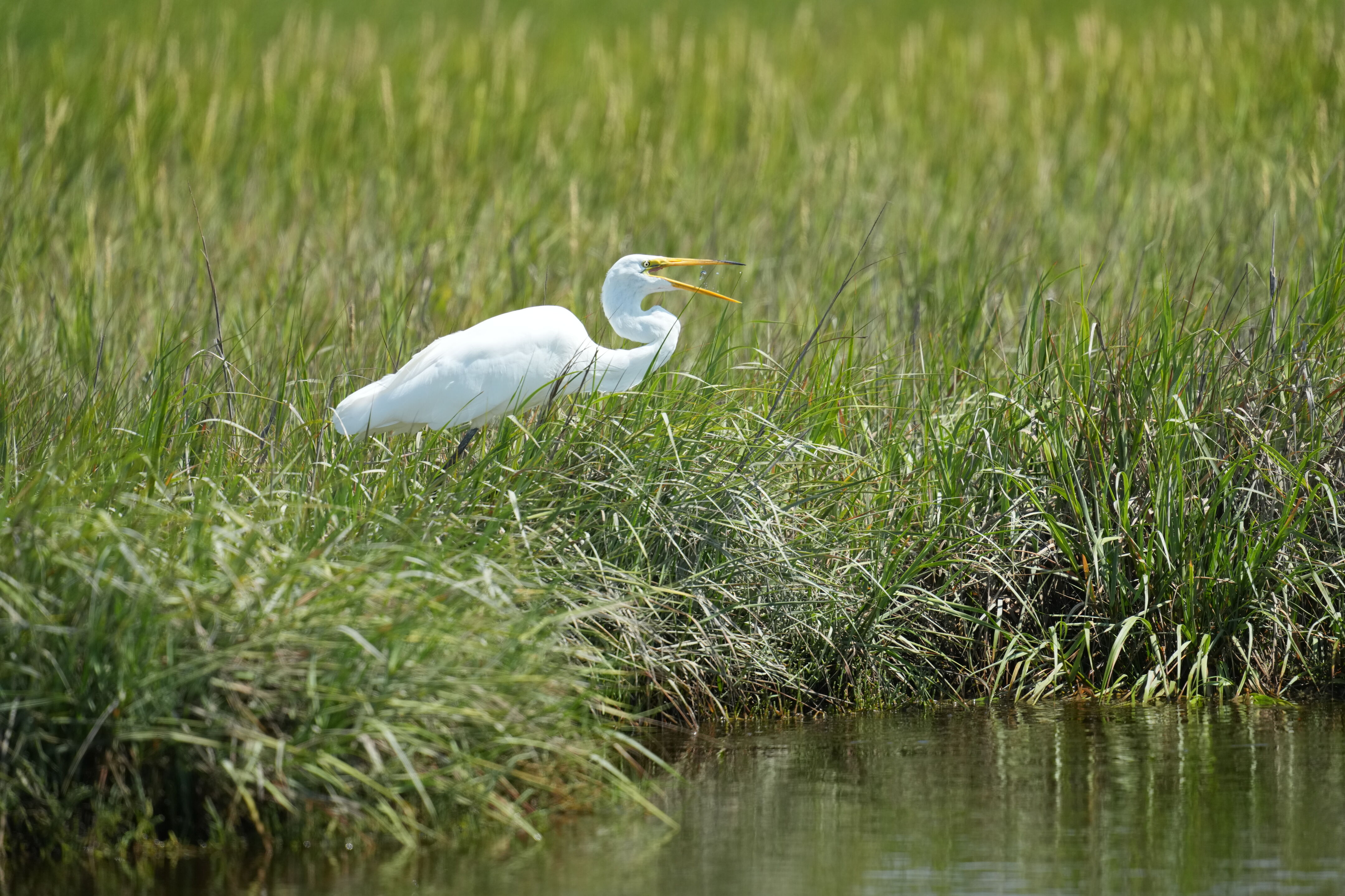 Baylands Nature Preserve
