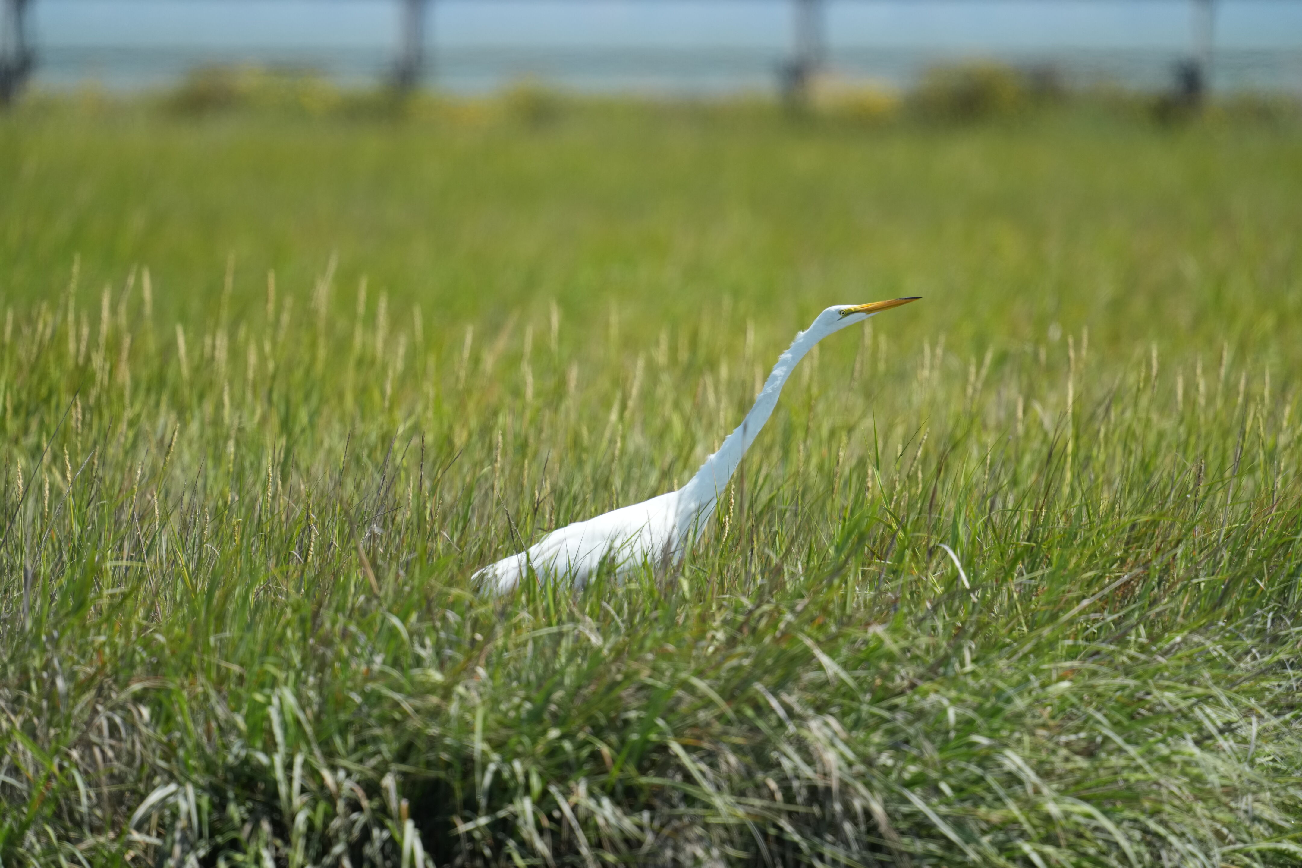 Baylands Nature Preserve