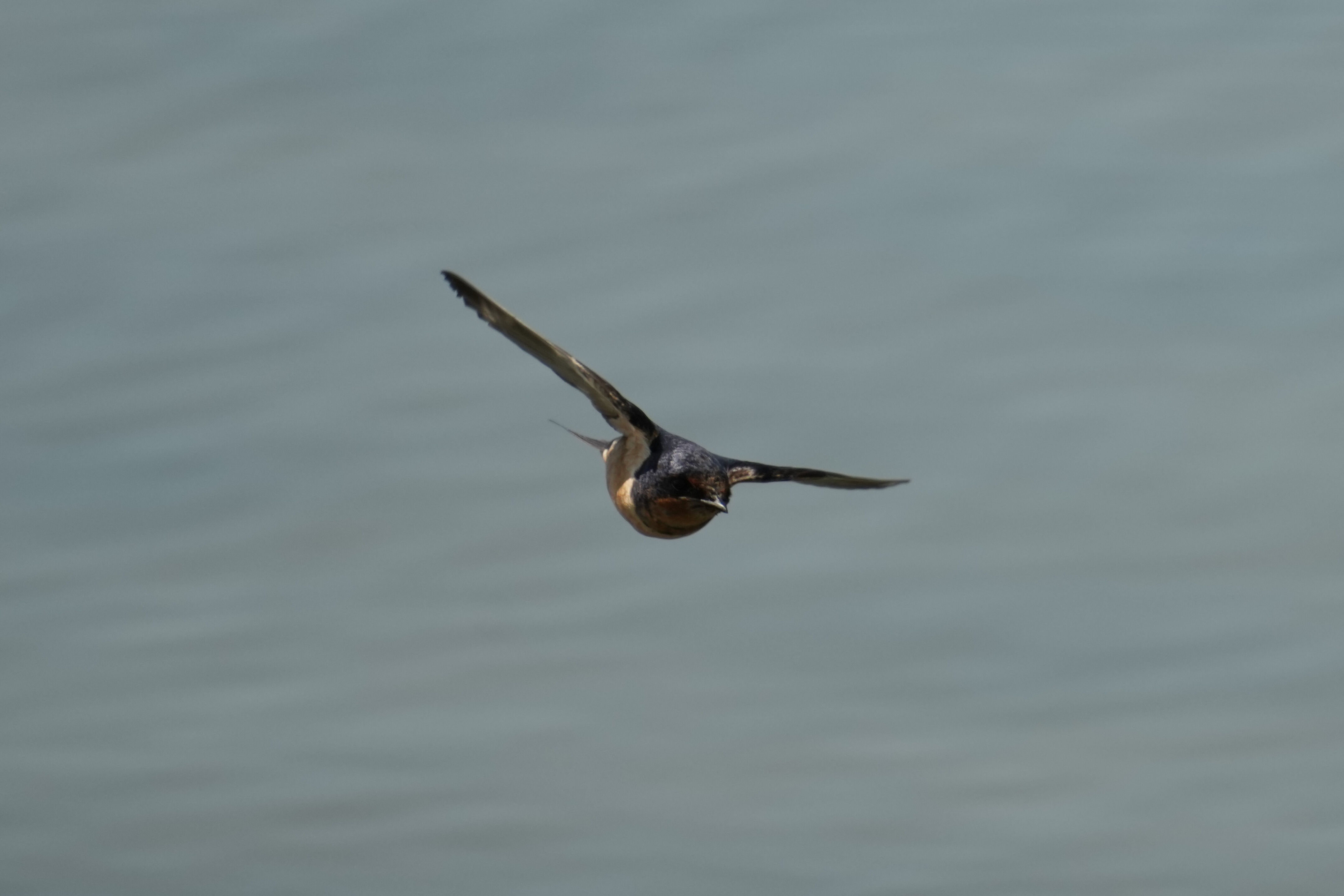 Baylands Nature Preserve