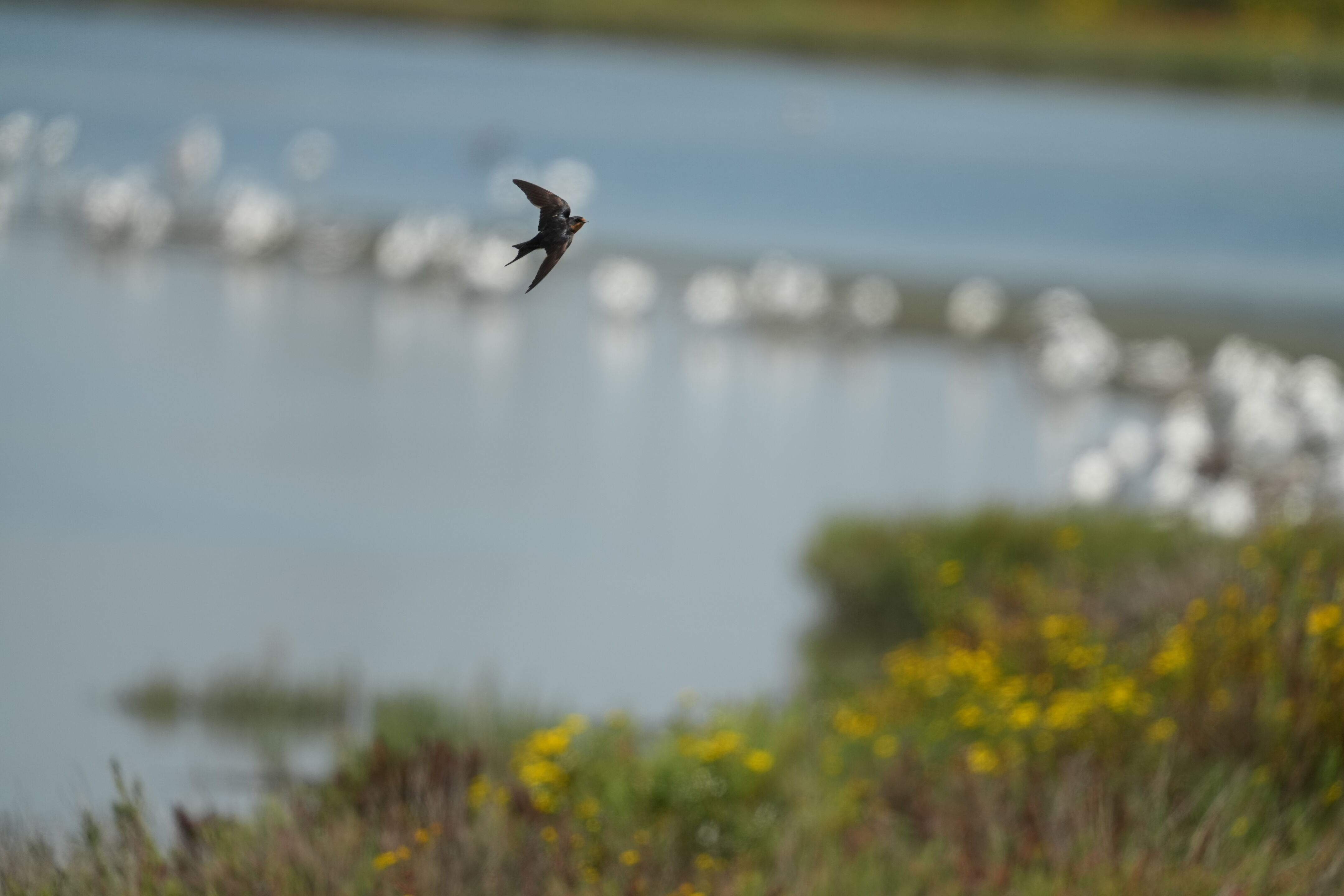 Baylands Nature Preserve