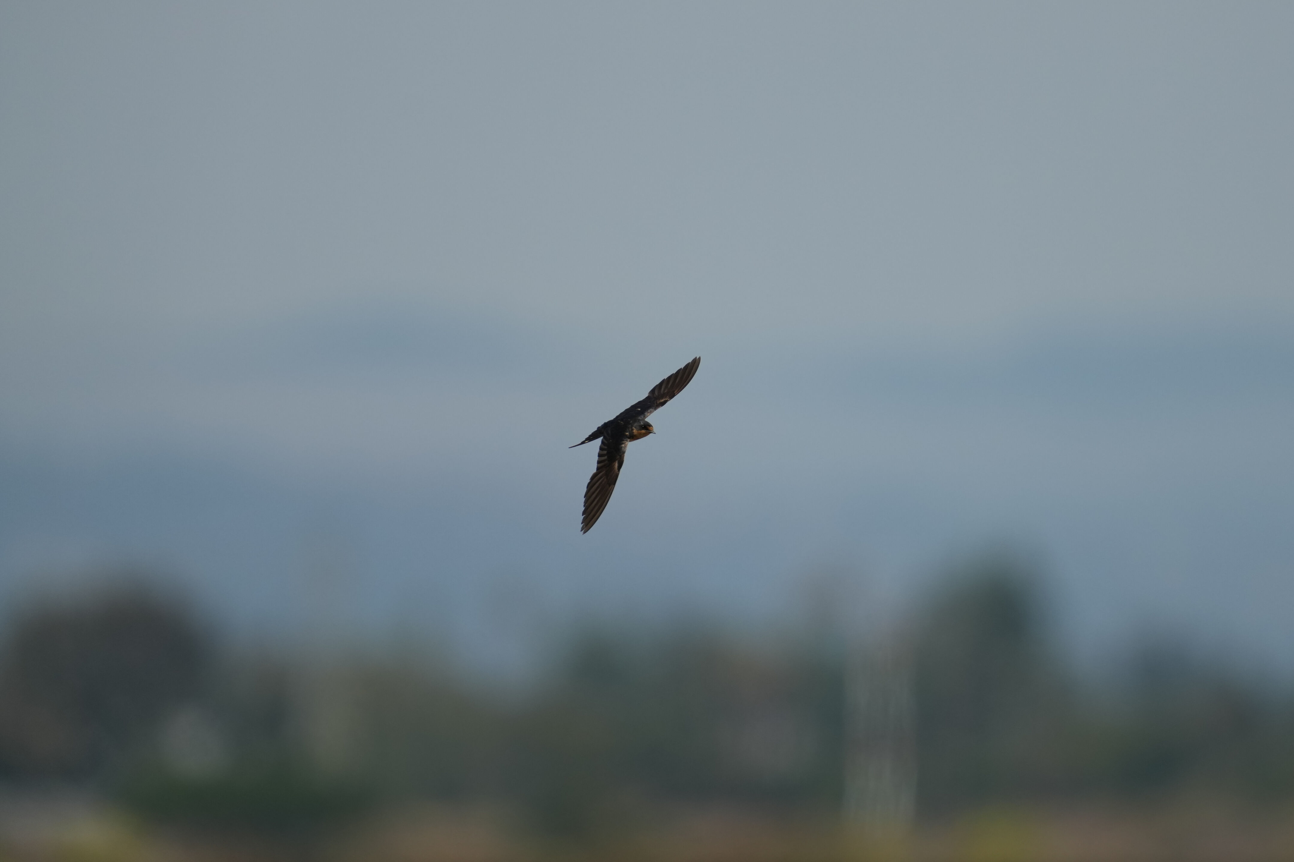 Baylands Nature Preserve