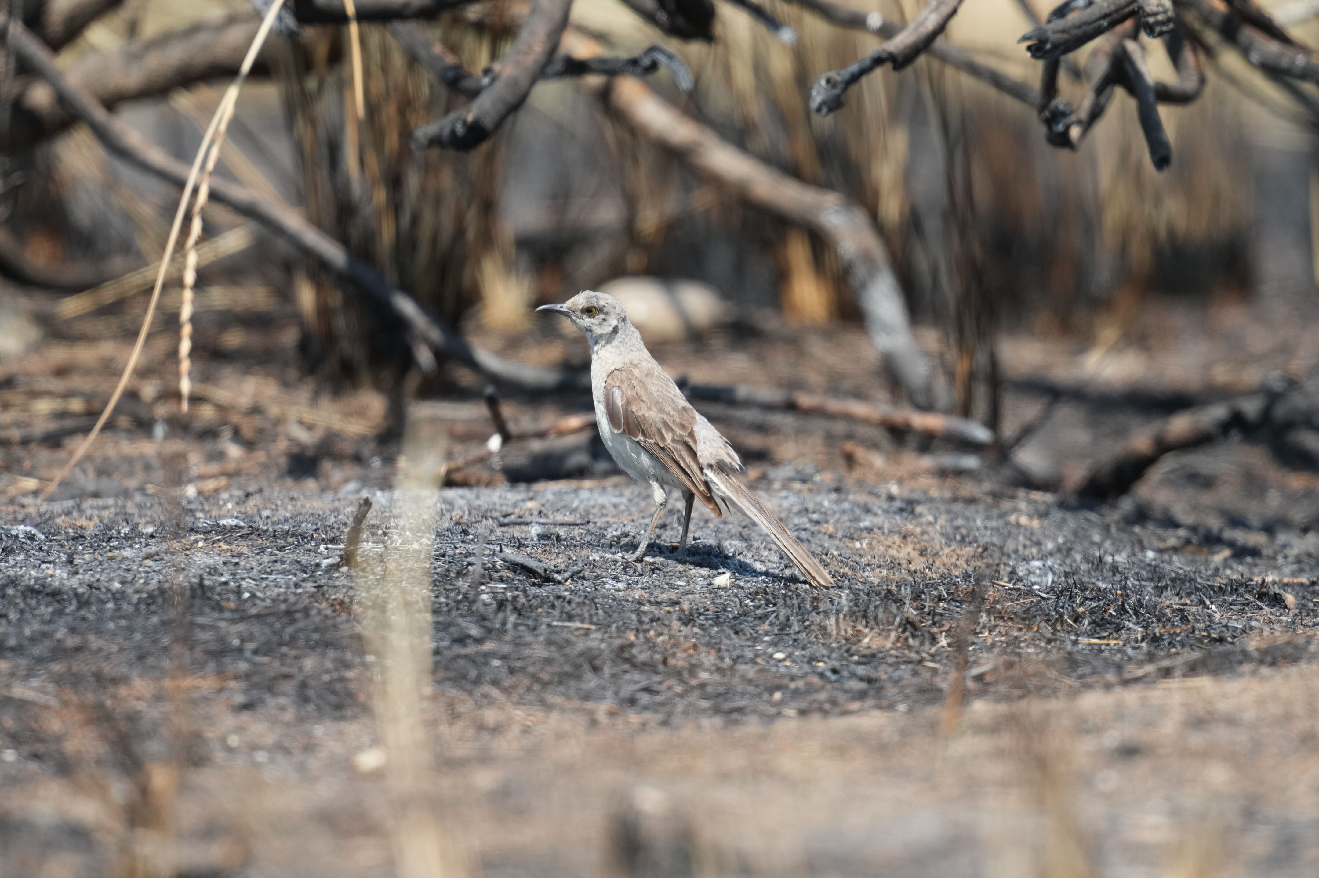 Baylands Nature Preserve