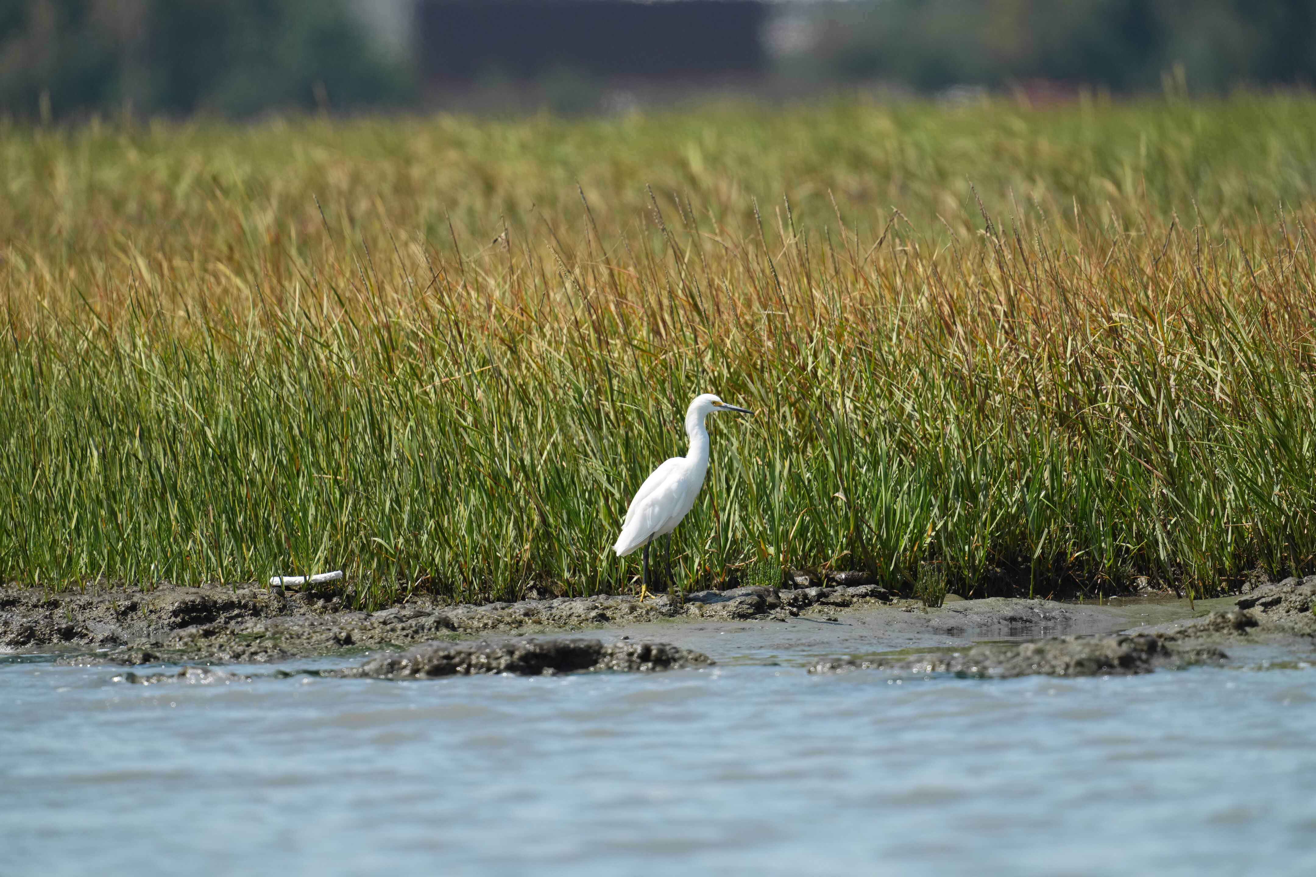 Baylands Nature Preserve